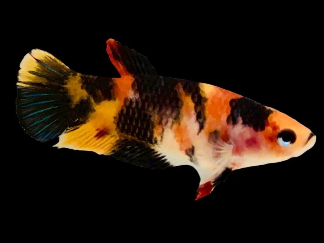 Rare Pair Koi Multicolors Betta Fish (Male & Female) - Image 3