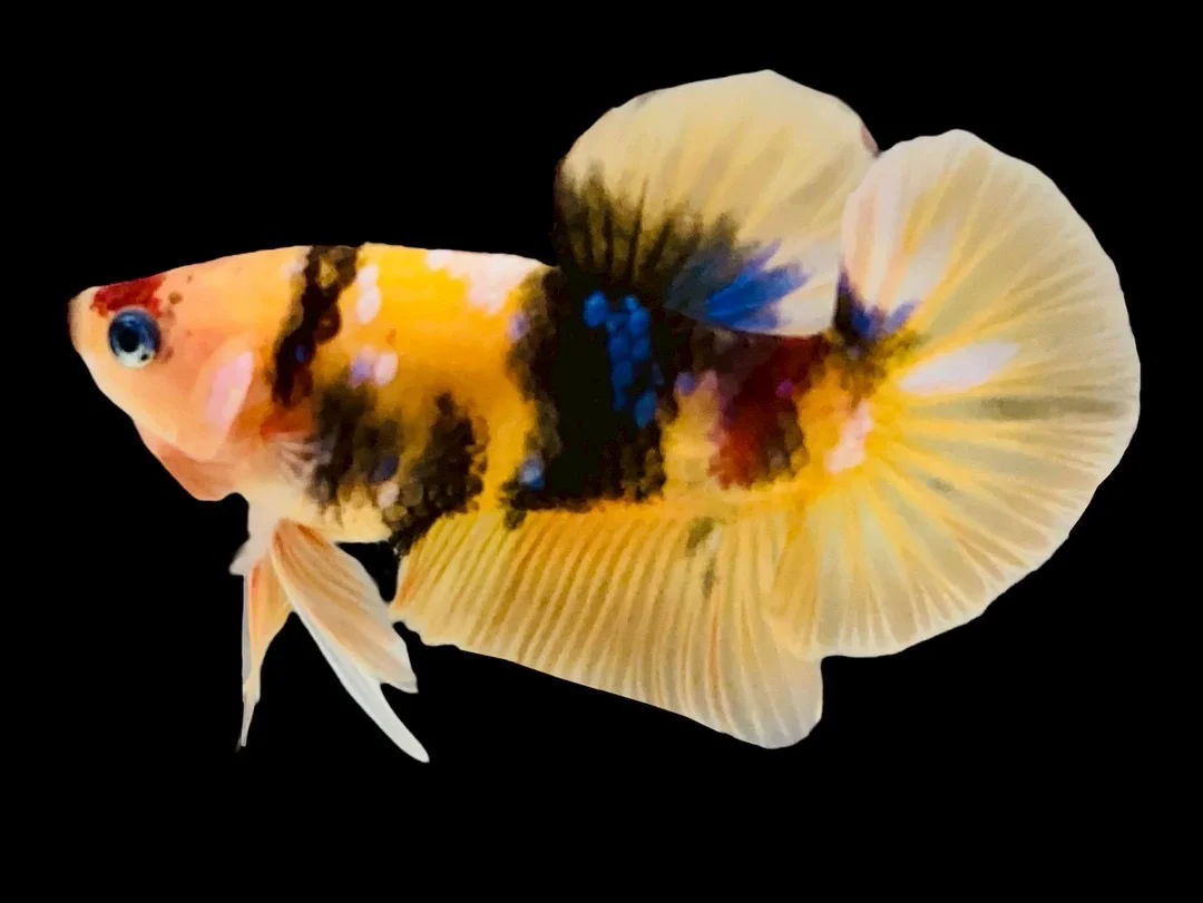 Rare Pair Koi Multicolors Betta Fish (Male & Female) - Image 2
