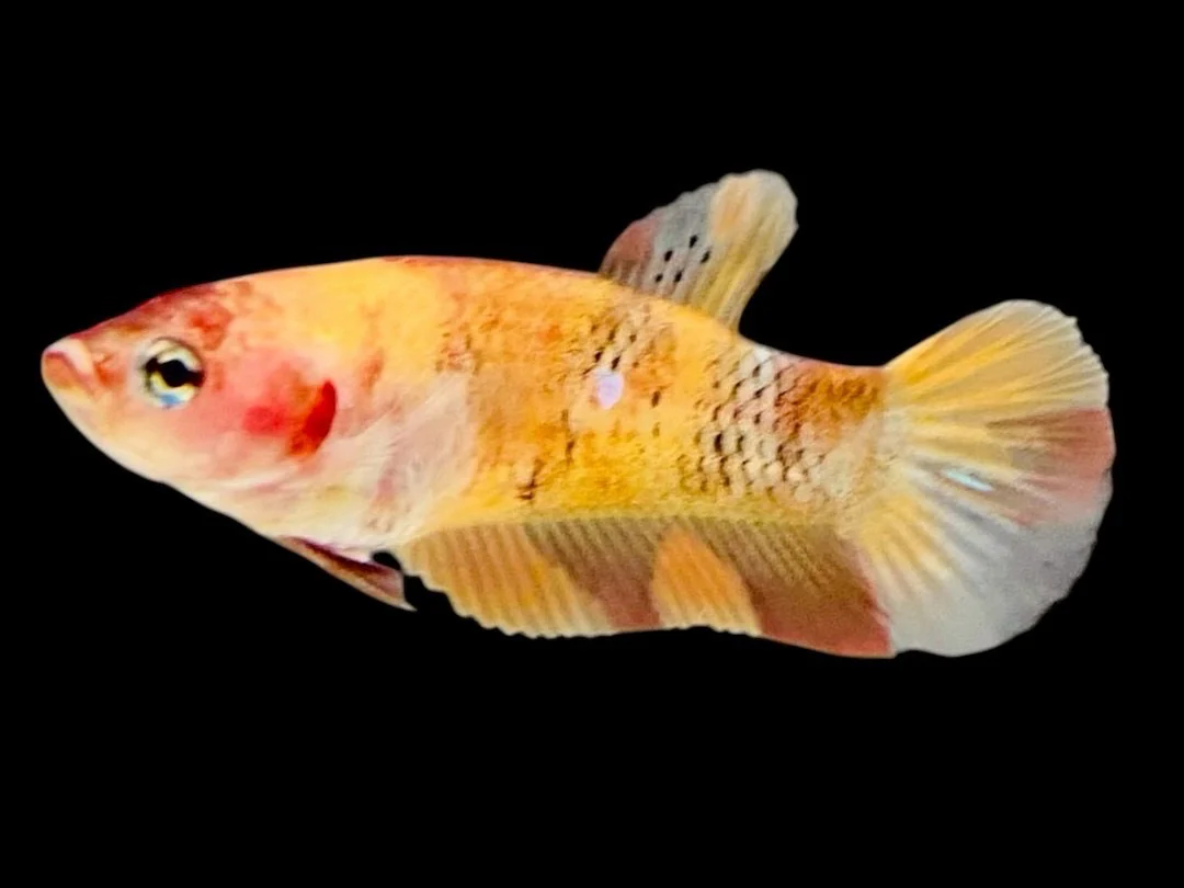 Rare Pair Koi Multicolors Betta Fish (Male & Female) - Image 3