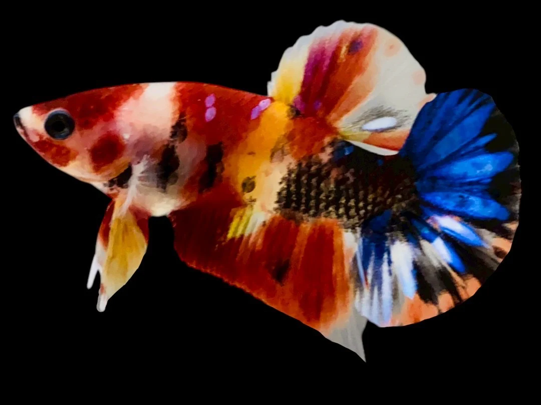 Rare Pair Koi Multicolors Betta Fish (Male & Female) - Image 2