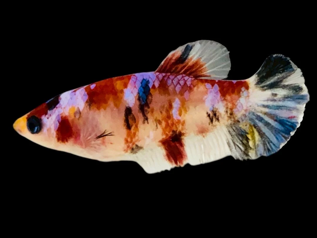 Rare Pair Koi Multicolors Betta Fish (Male & Female) - Image 3
