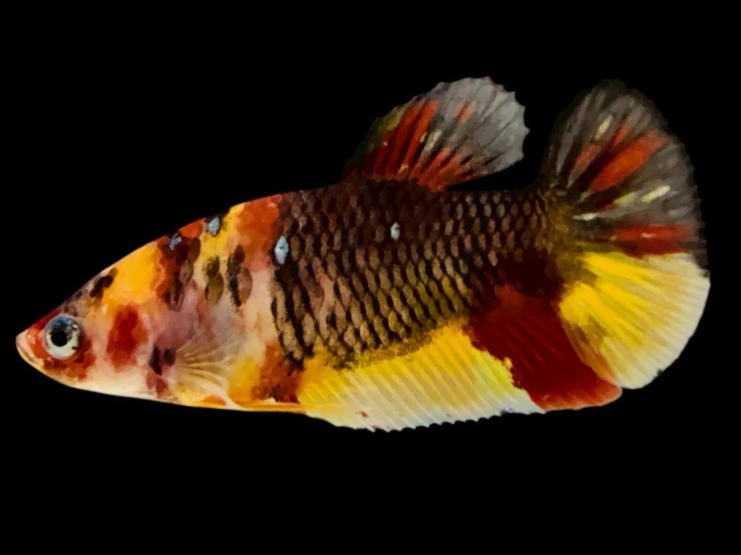 Rare Pair Koi Multicolors Betta Fish (Male & Female) - Image 3