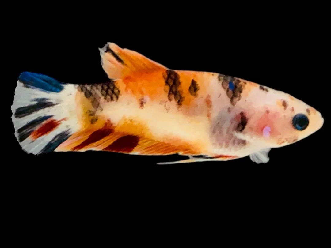Rare Pair Koi Multicolors Betta Fish (Male & Female) - Image 3
