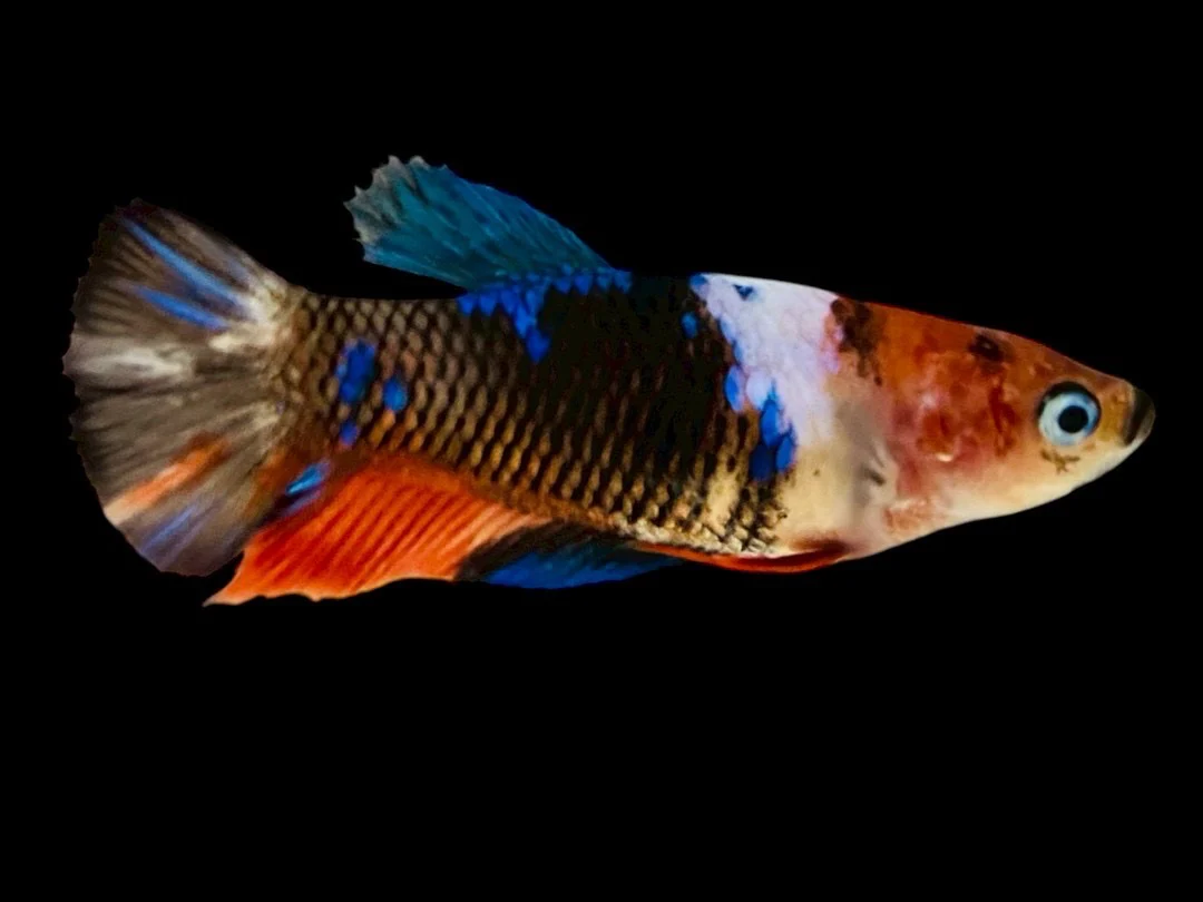 Rare Pair Koi Multicolors Betta Fish (Male & Female) - Image 3