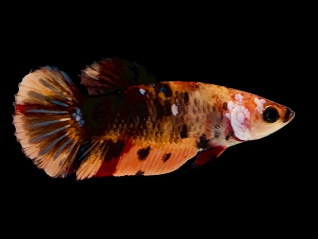 Rare Pair Koi Multicolors Betta Fish (Male & Female) - Image 3