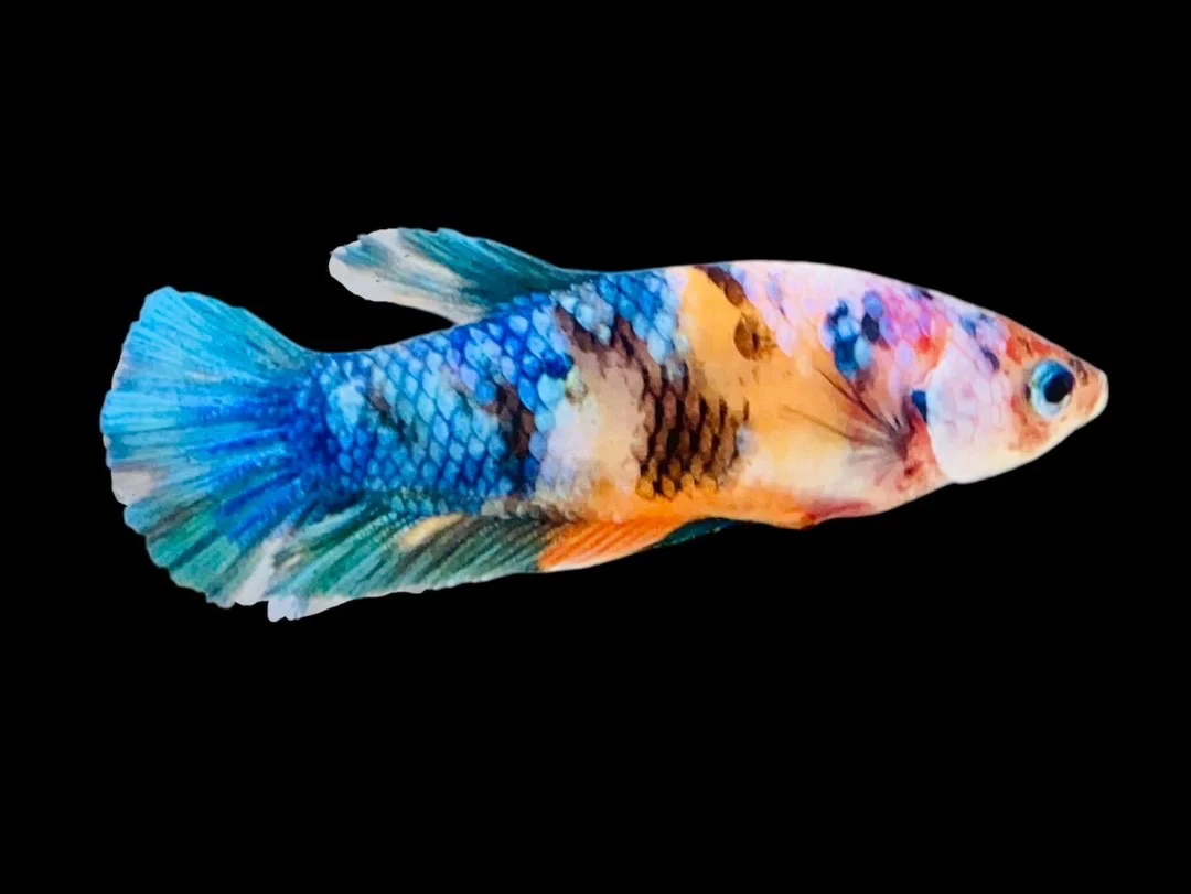 Rare Pair Koi Multicolors Betta Fish (Male & Female) - Image 3