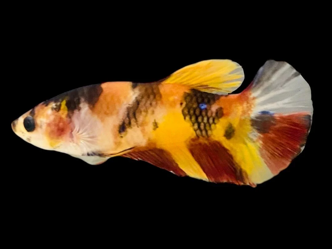 Rare Pair Koi Multicolors Betta Fish (Male & Female) - Image 3