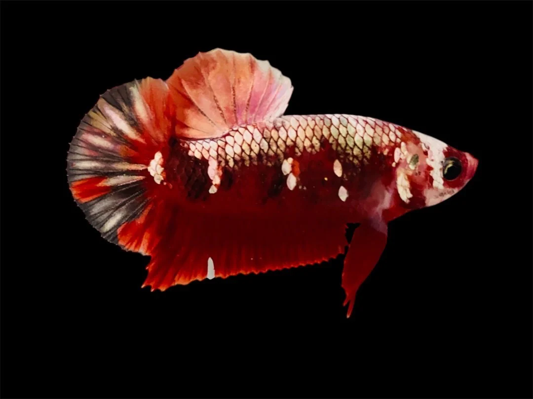 Rare Pair Red Copper Betta Fish (Male & Female) - Image 2