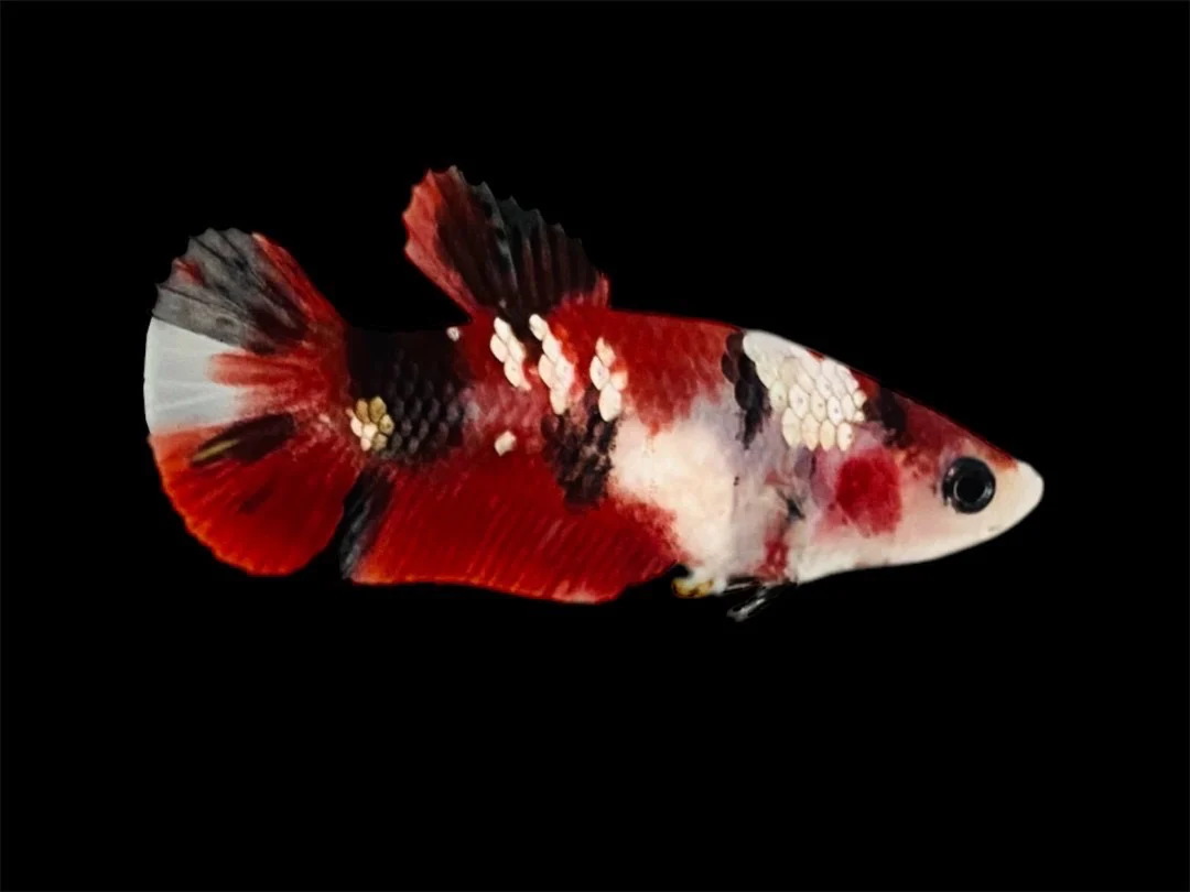 Rare Pair Red Copper Betta Fish (Male & Female) - Image 3