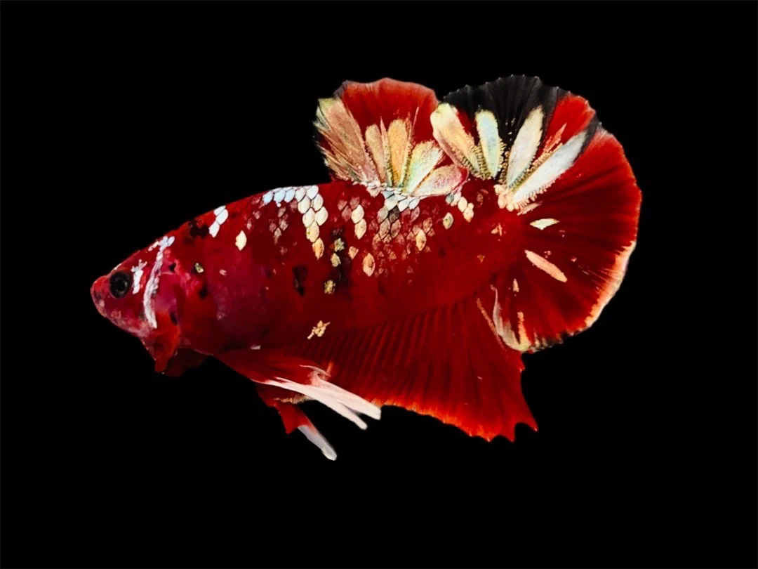 Rare Pair Red Copper Betta Fish (Male & Female) - Image 2