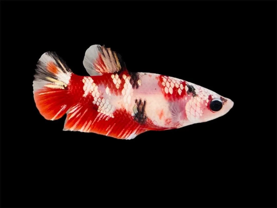 Rare Pair Red Copper Betta Fish (Male & Female) - Image 3