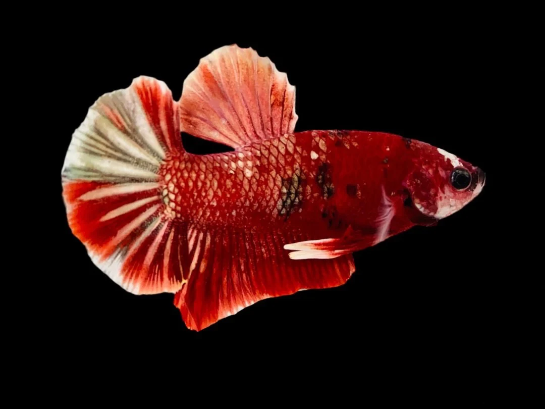Rare Pair Red Copper Betta Fish (Male & Female) - Image 2