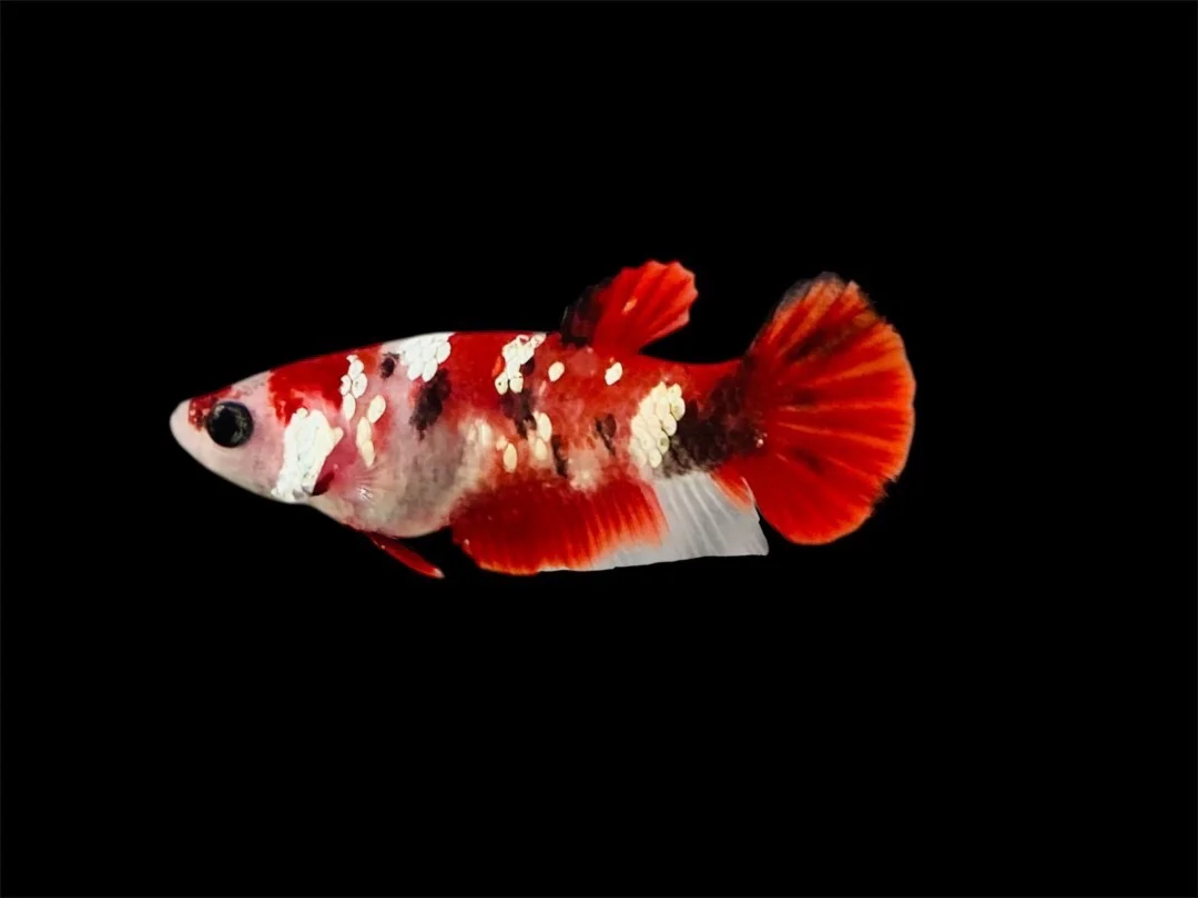 Rare Pair Red Copper Betta Fish (Male & Female) - Image 3