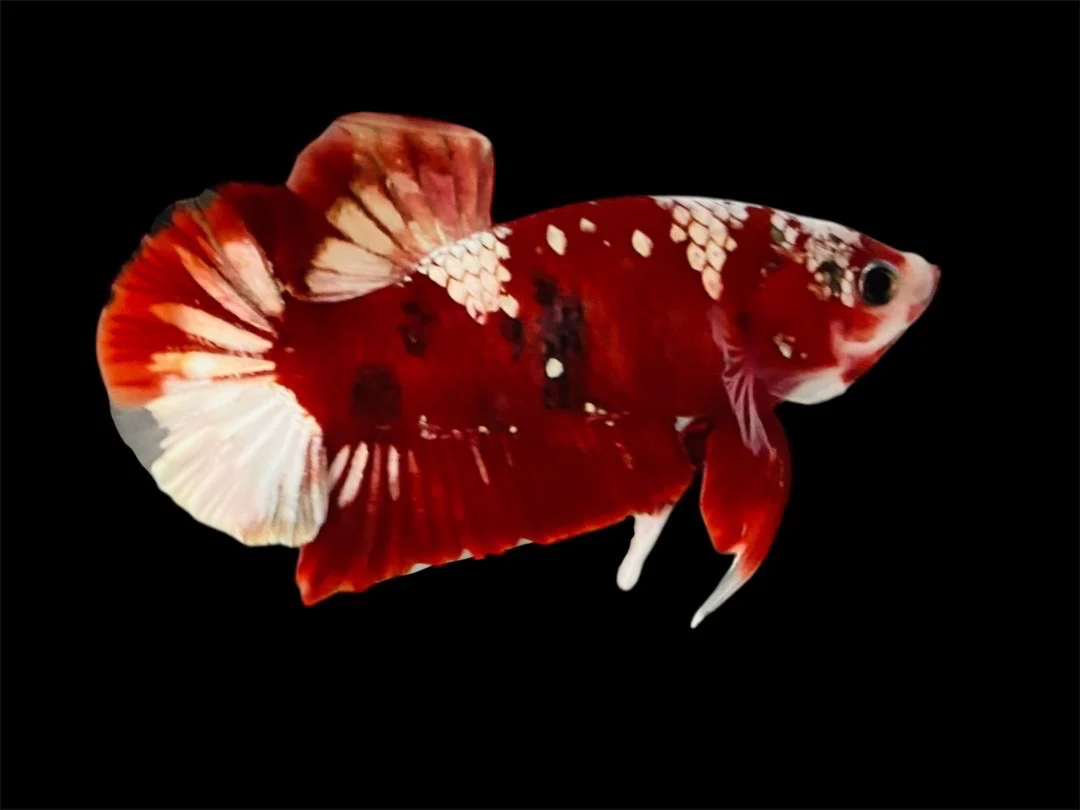 Rare Pair Red Copper Betta Fish (Male & Female) - Image 2