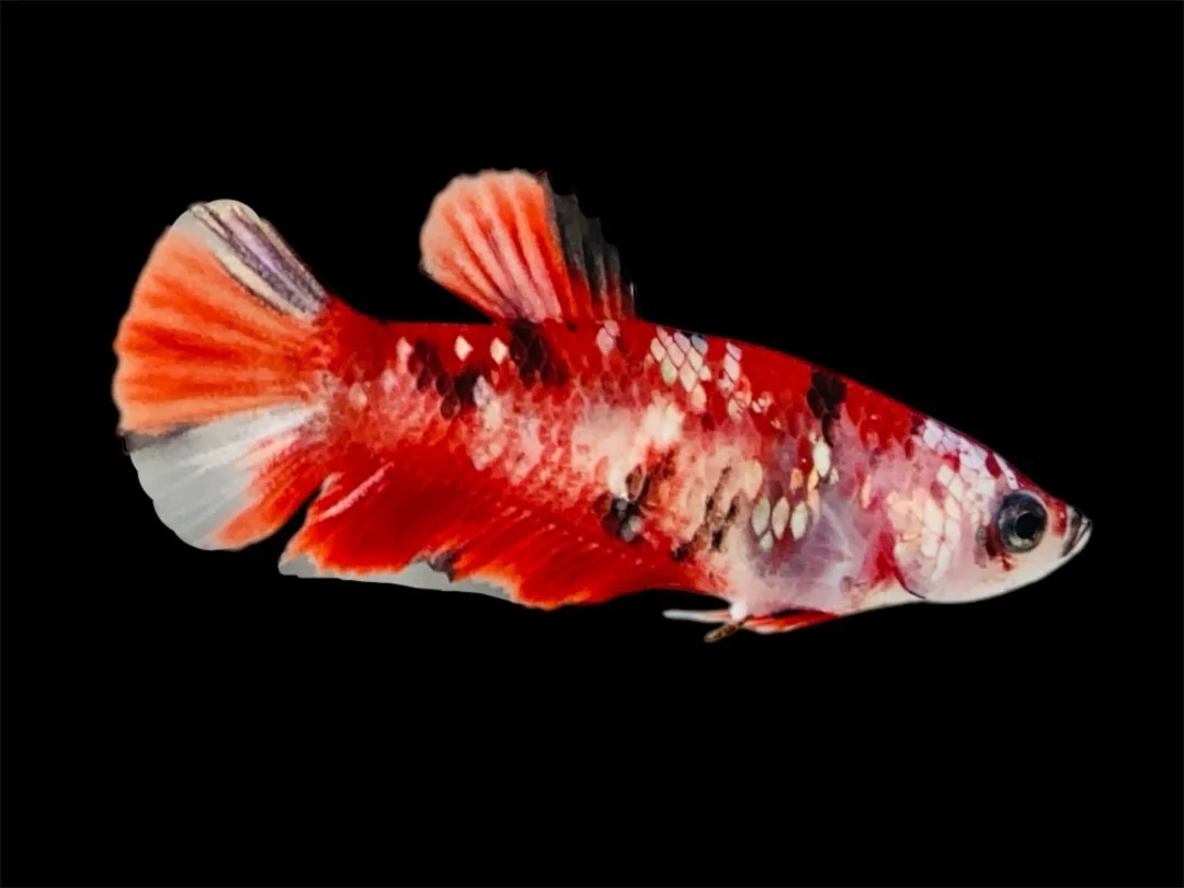 Rare Pair Red Copper Betta Fish (Male & Female) - Image 3