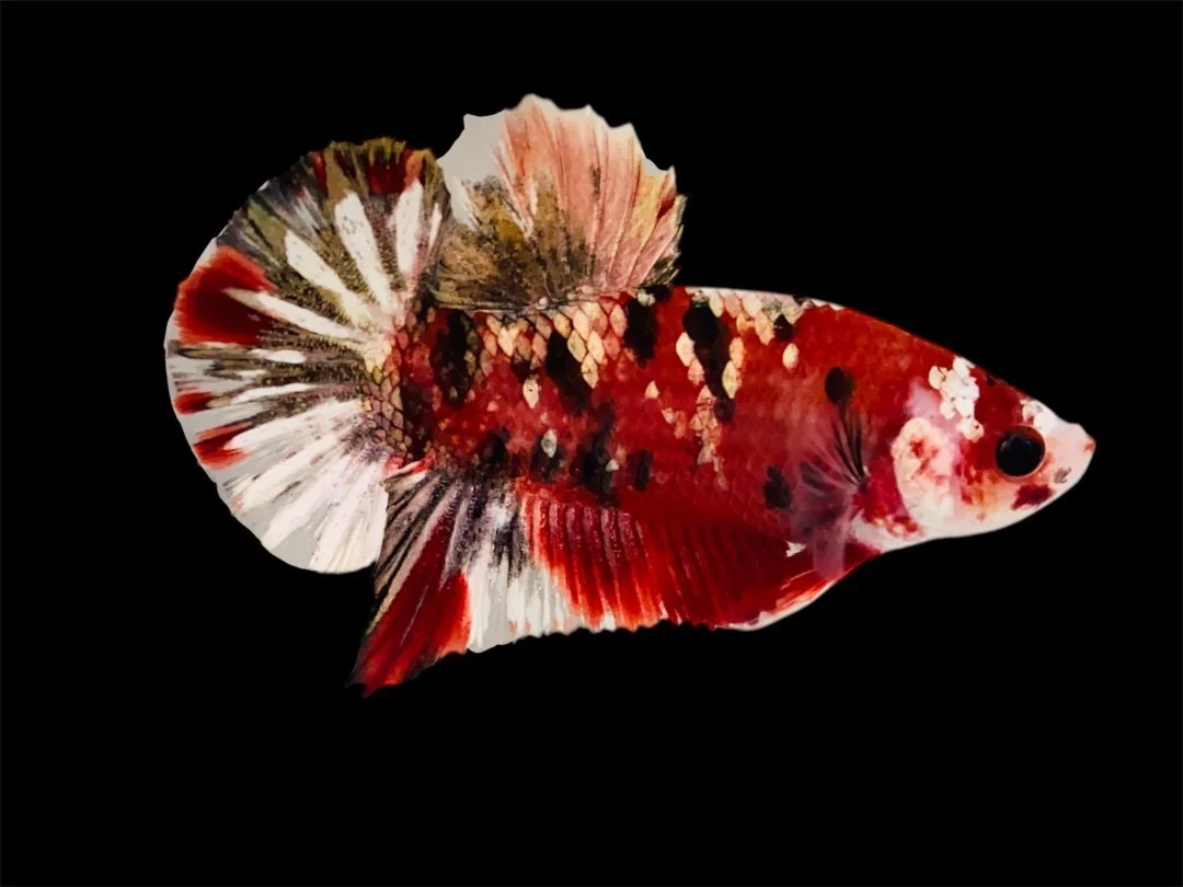 Rare Pair Red Copper Betta Fish (Male & Female) - Image 2