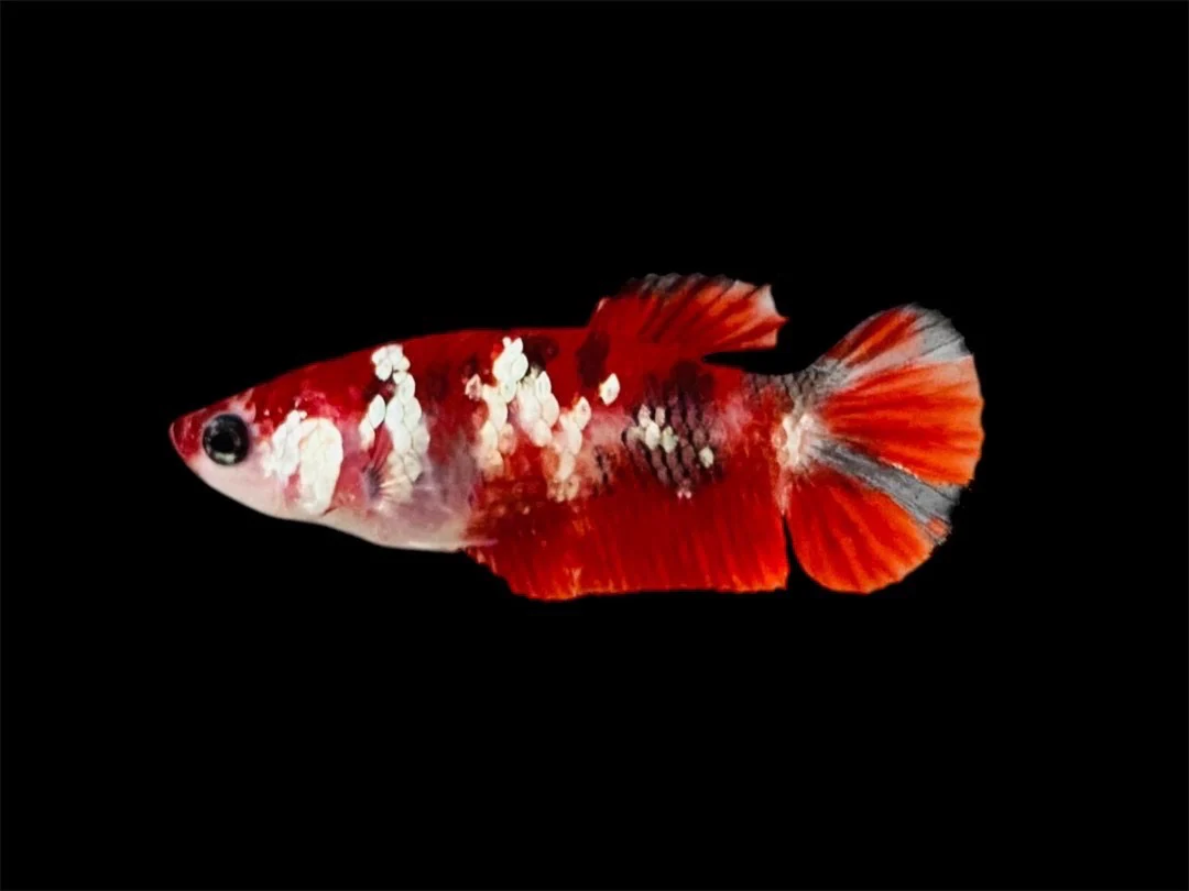Rare Pair Red Copper Betta Fish (Male & Female) - Image 3