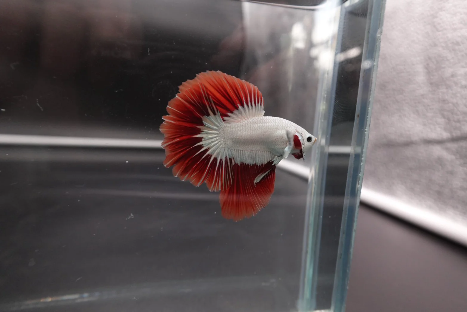 Rare Red Dragon Halfmoon Betta Fish (Male) - Image 2