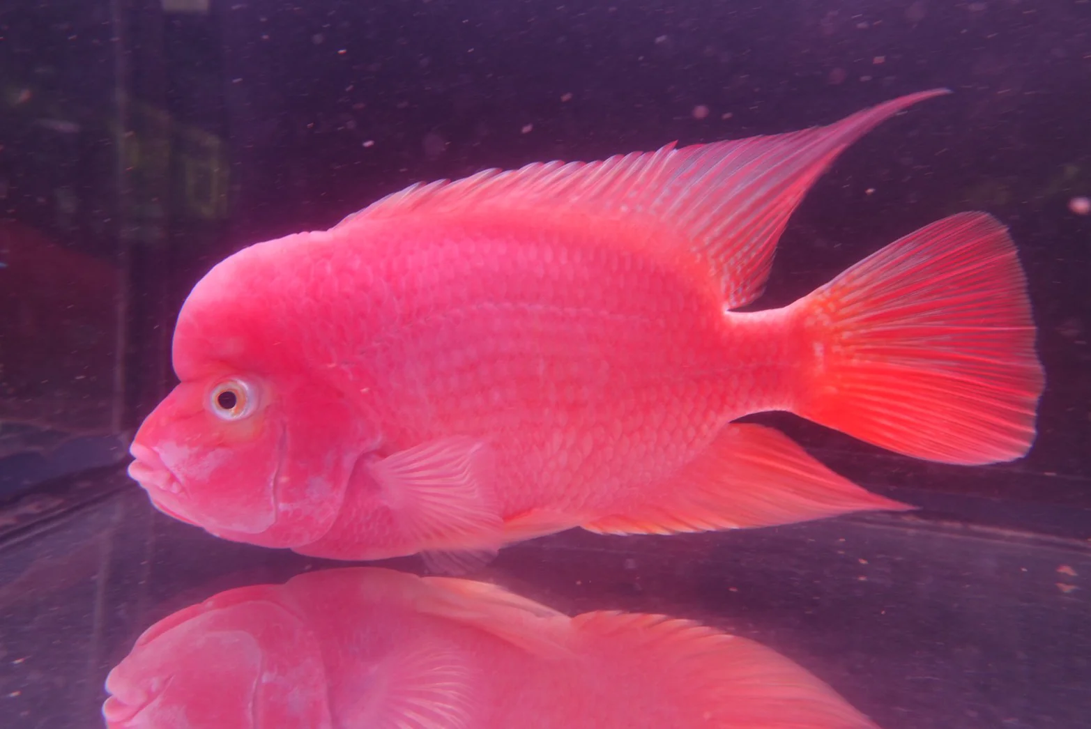 Rare Super Red Monkey Flowerhorn - 6.5 inch - Image 3