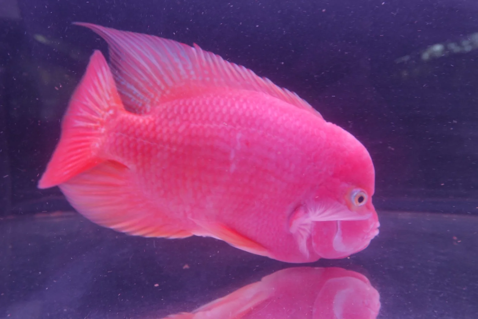 Rare Super Red Monkey Flowerhorn - 6.5 inch - Image 4