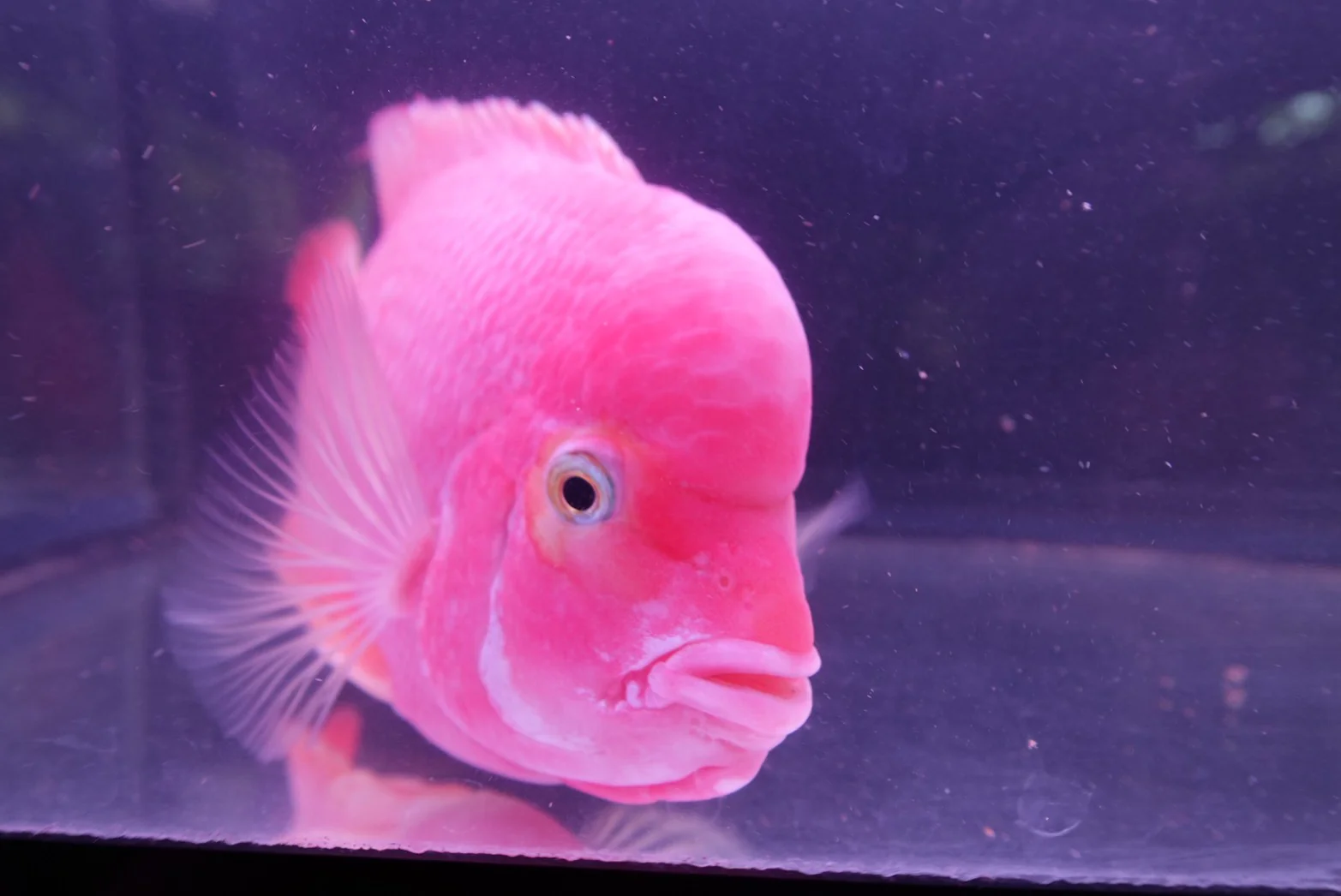 Rare Super Red Monkey Flowerhorn - 6.5 inch - Image 5