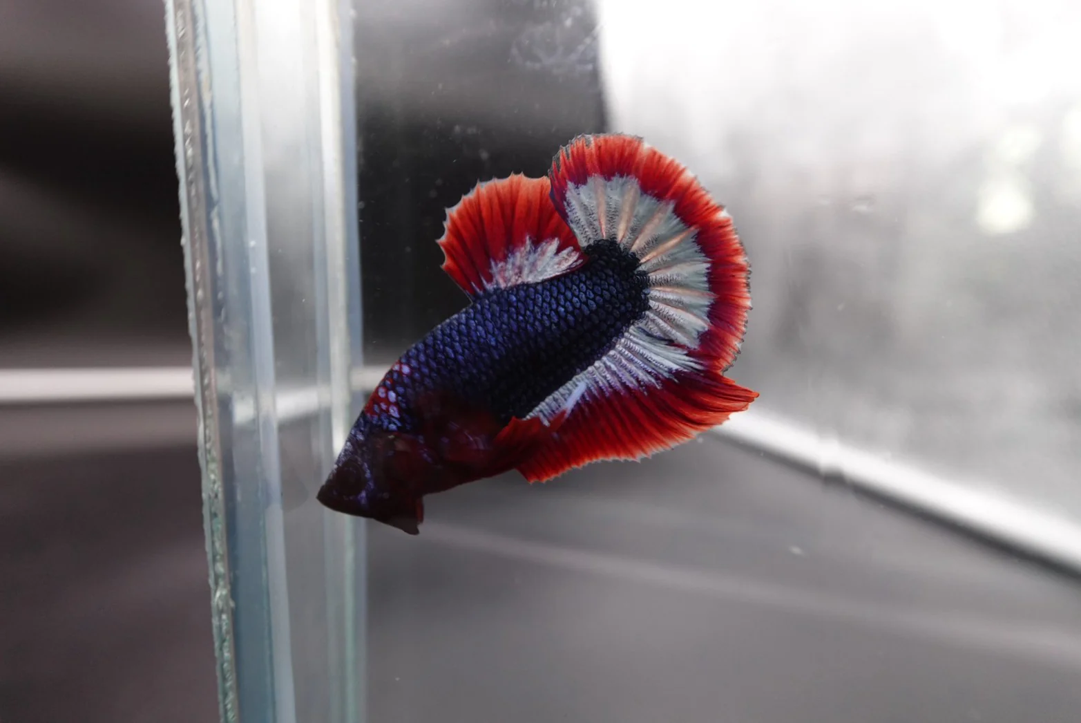 Rare Thai Flag Betta Fish (Male) - Image 2