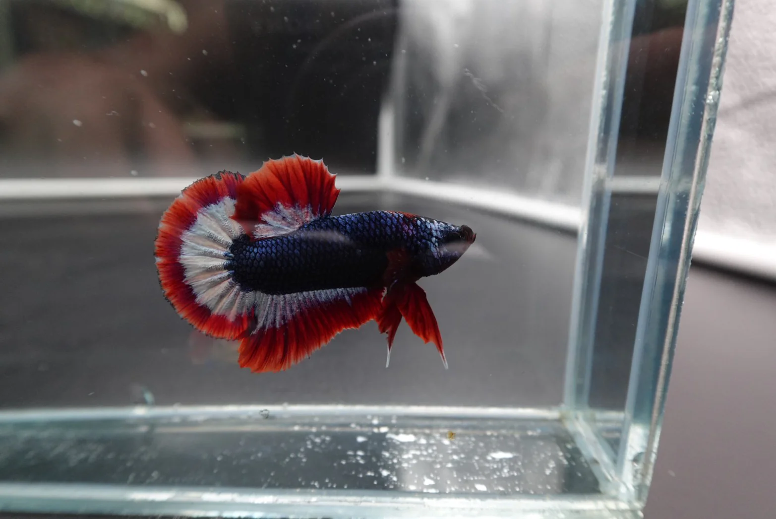 Rare Thai Flag Betta Fish (Male) - Image 3