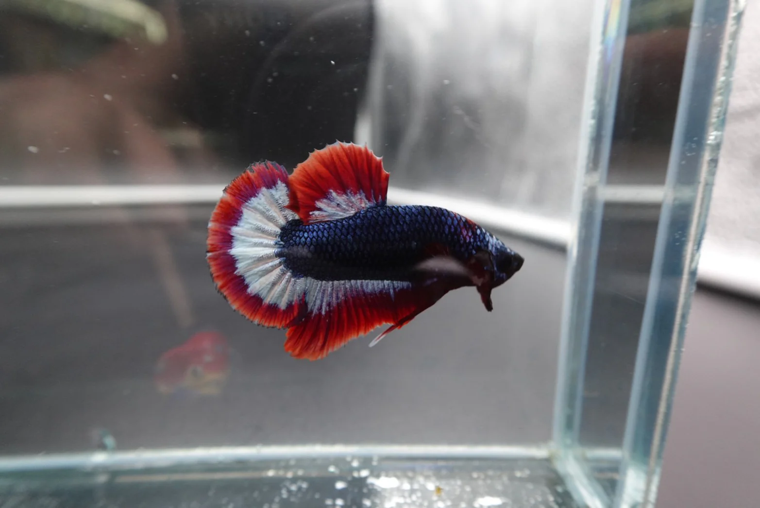 Rare Thai Flag Betta Fish (Male) - Image 4