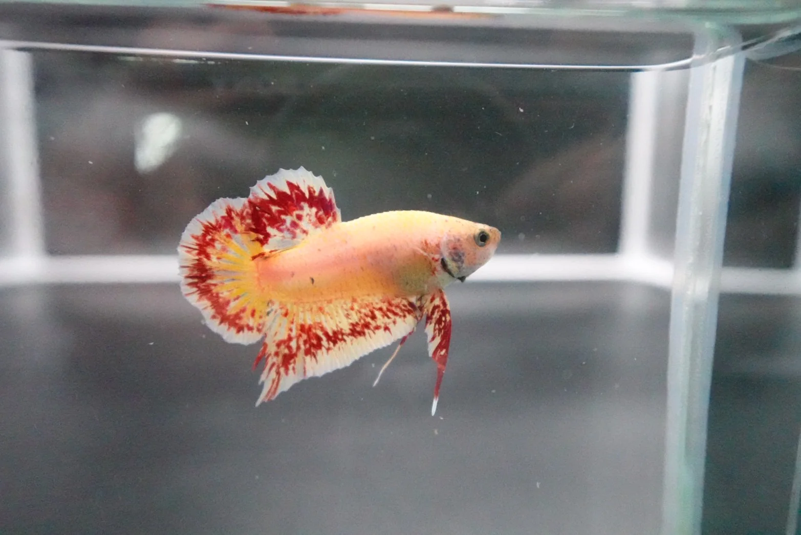 Rare Vanda Betta Fish (MALE) - Image 2