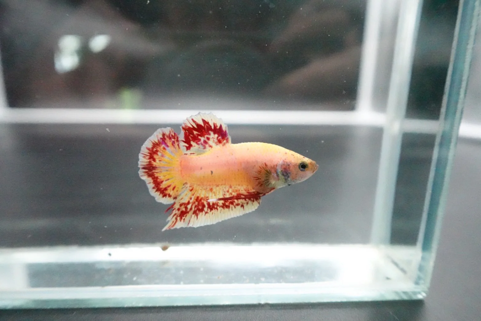 Rare Vanda Betta Fish (MALE) - Image 3