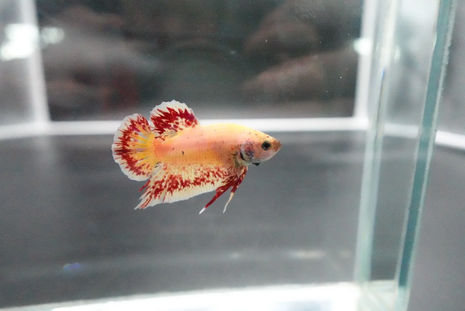 Rare Vanda Betta Fish (MALE) - Image 4