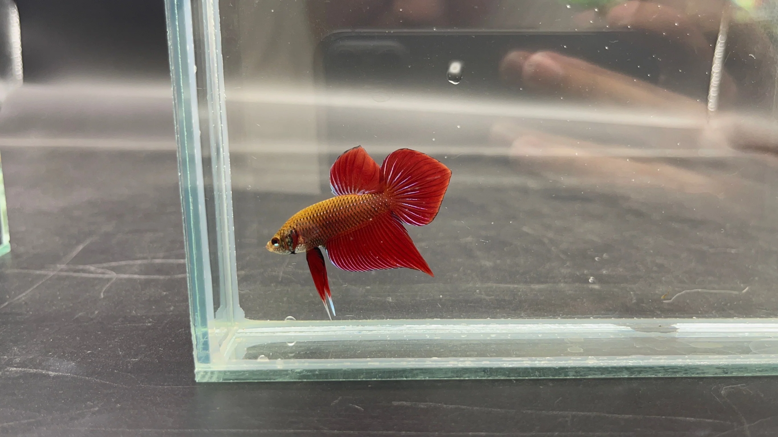 Red Benjarong Crimson Cheek Wild Betta Fish - Kingdom of Thailand (Male) - Image 3