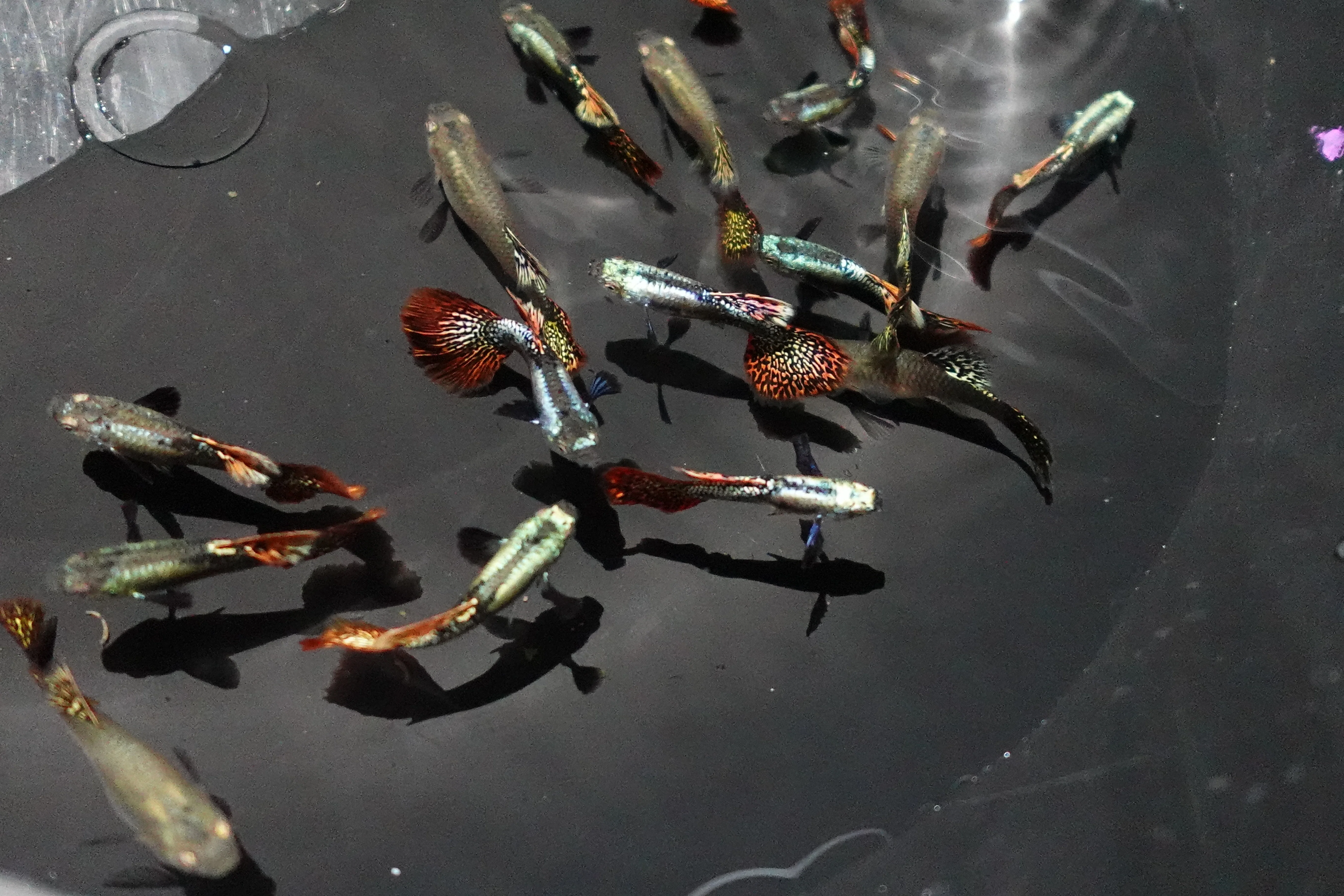 Red Dragon Guppy Fish - Image 2