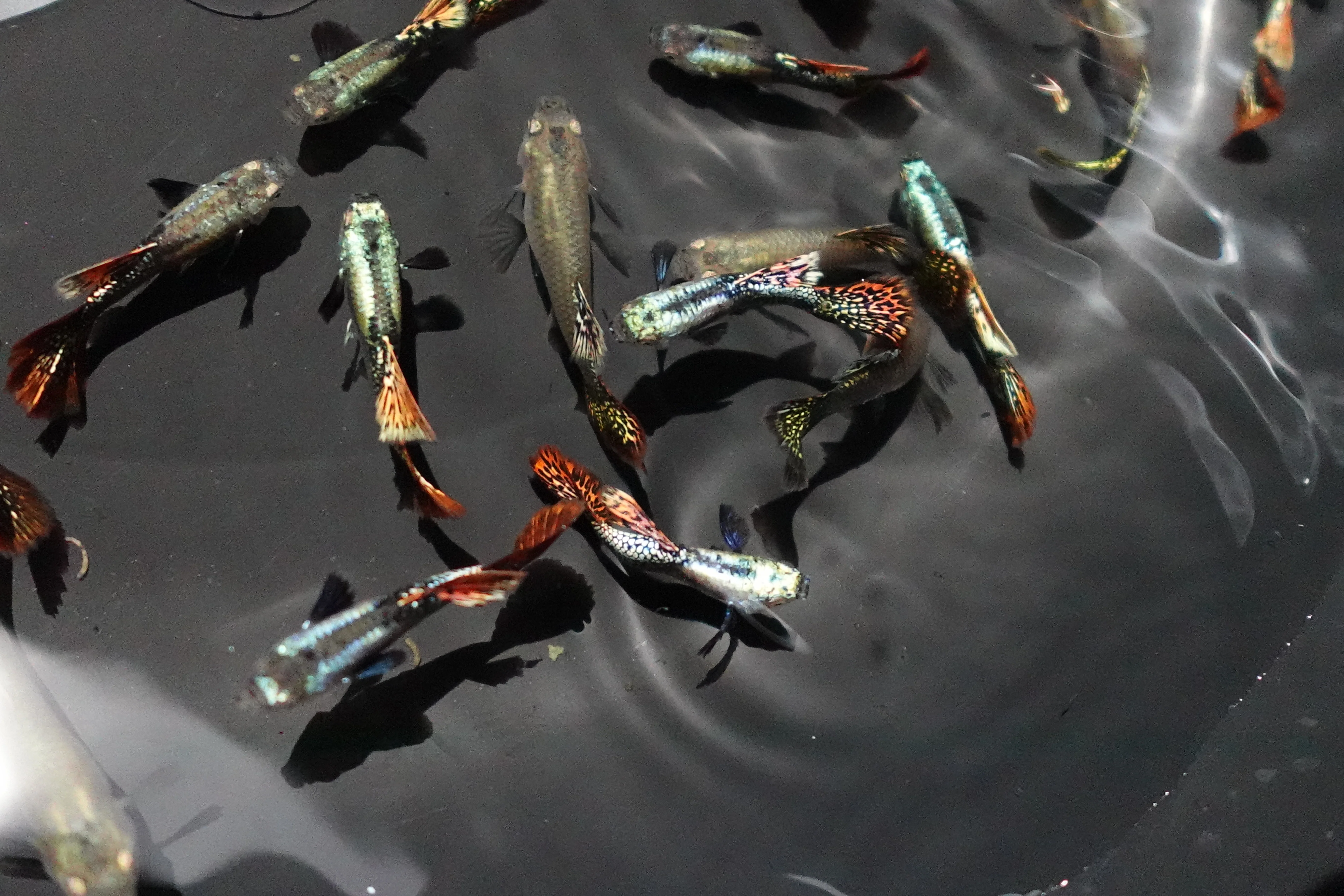 Red Dragon Guppy Fish - Image 3