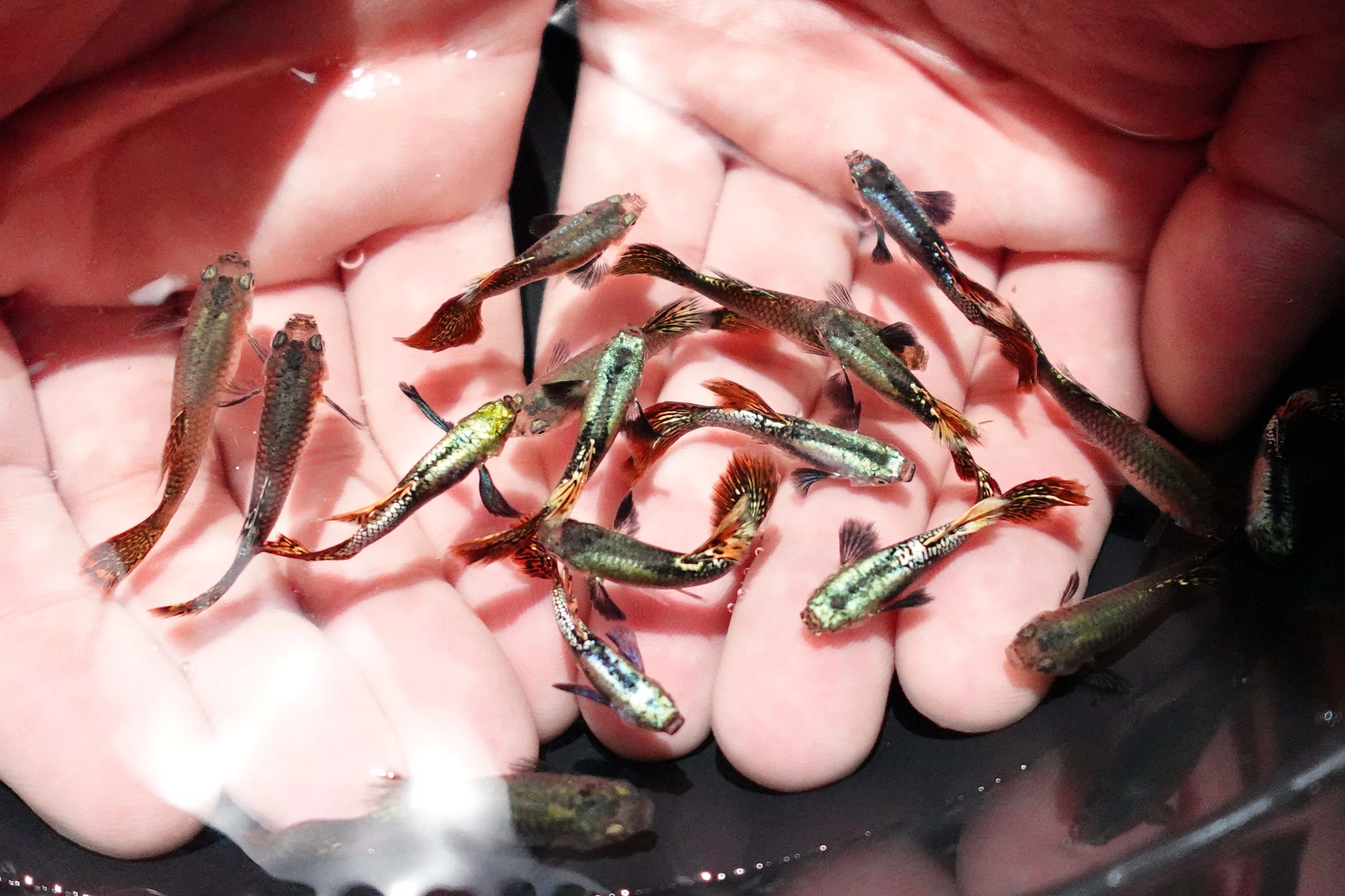 Red Dragon Guppy Fish - Image 4