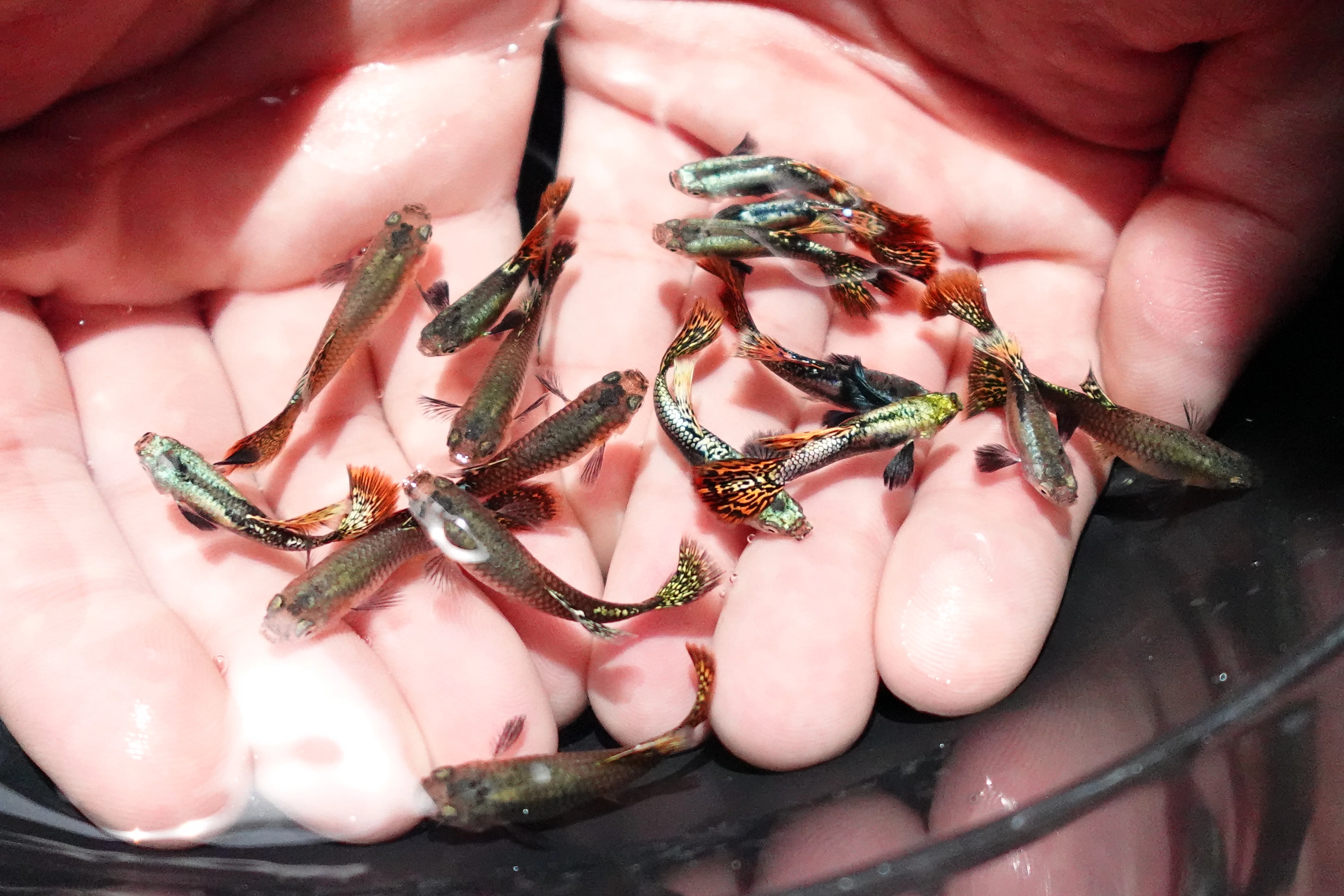 Red Dragon Guppy Fish - Image 5