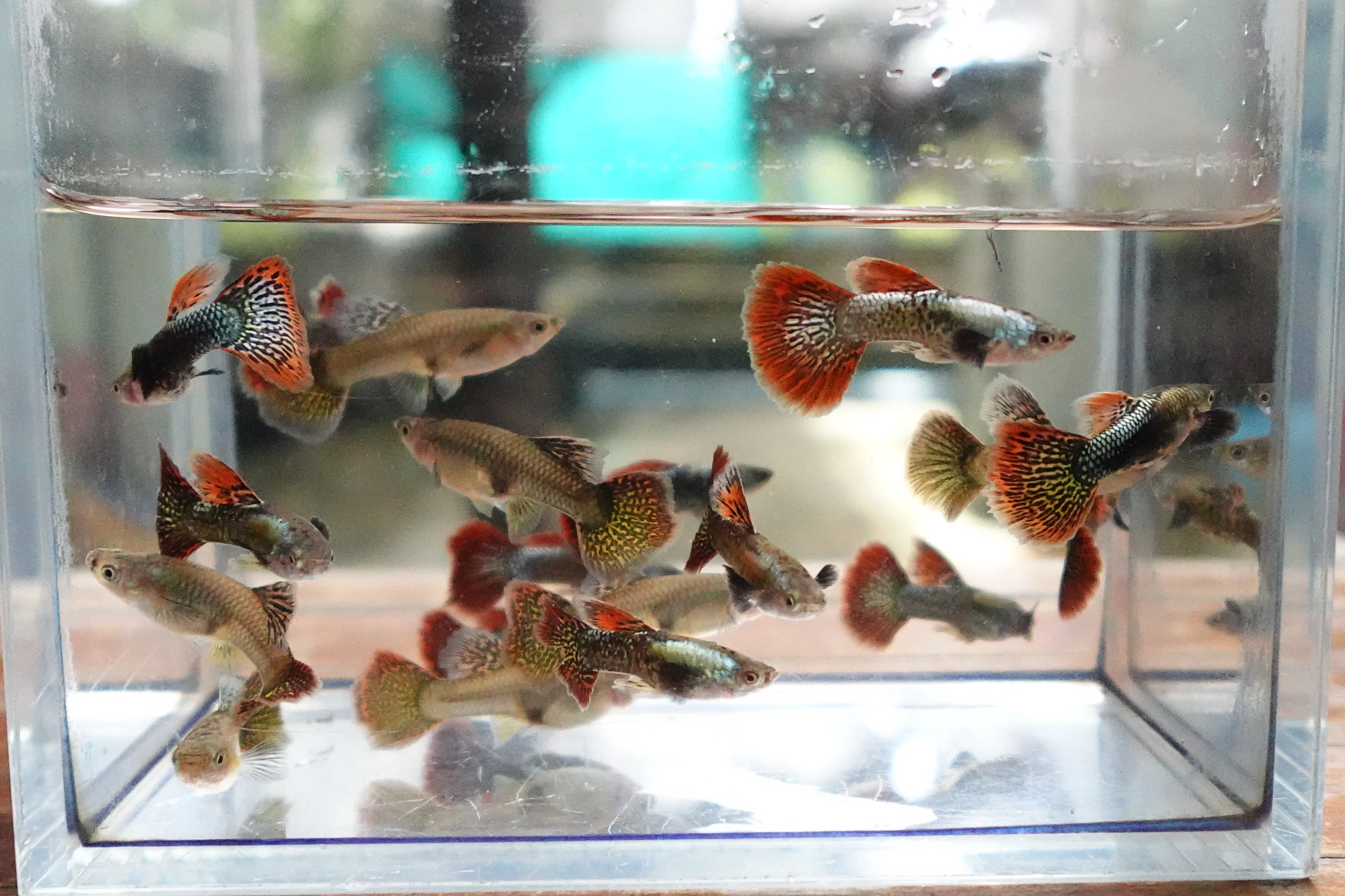 Red Dragon Guppy Fish - Image 6