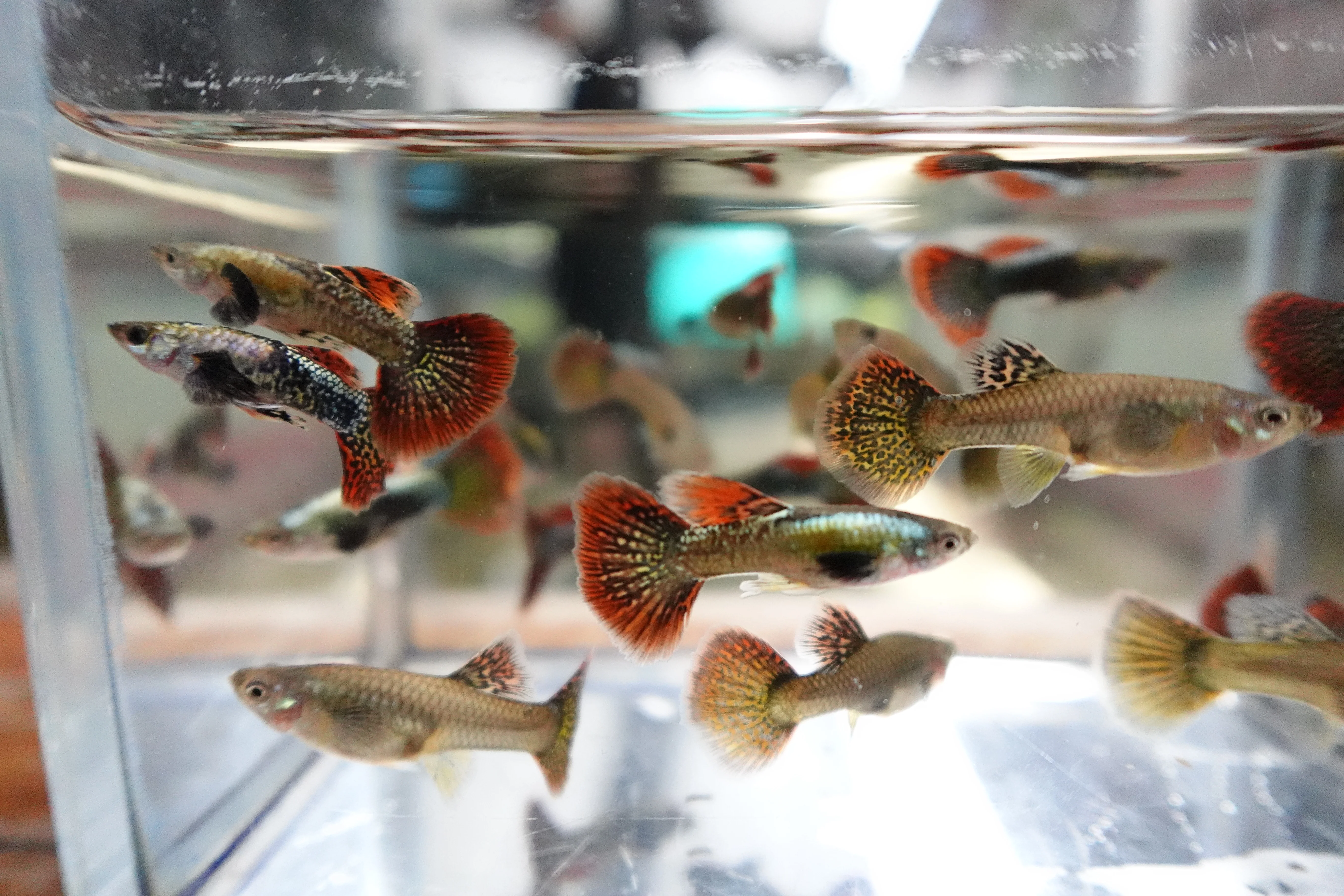Red Dragon Guppy Fish - Image 7