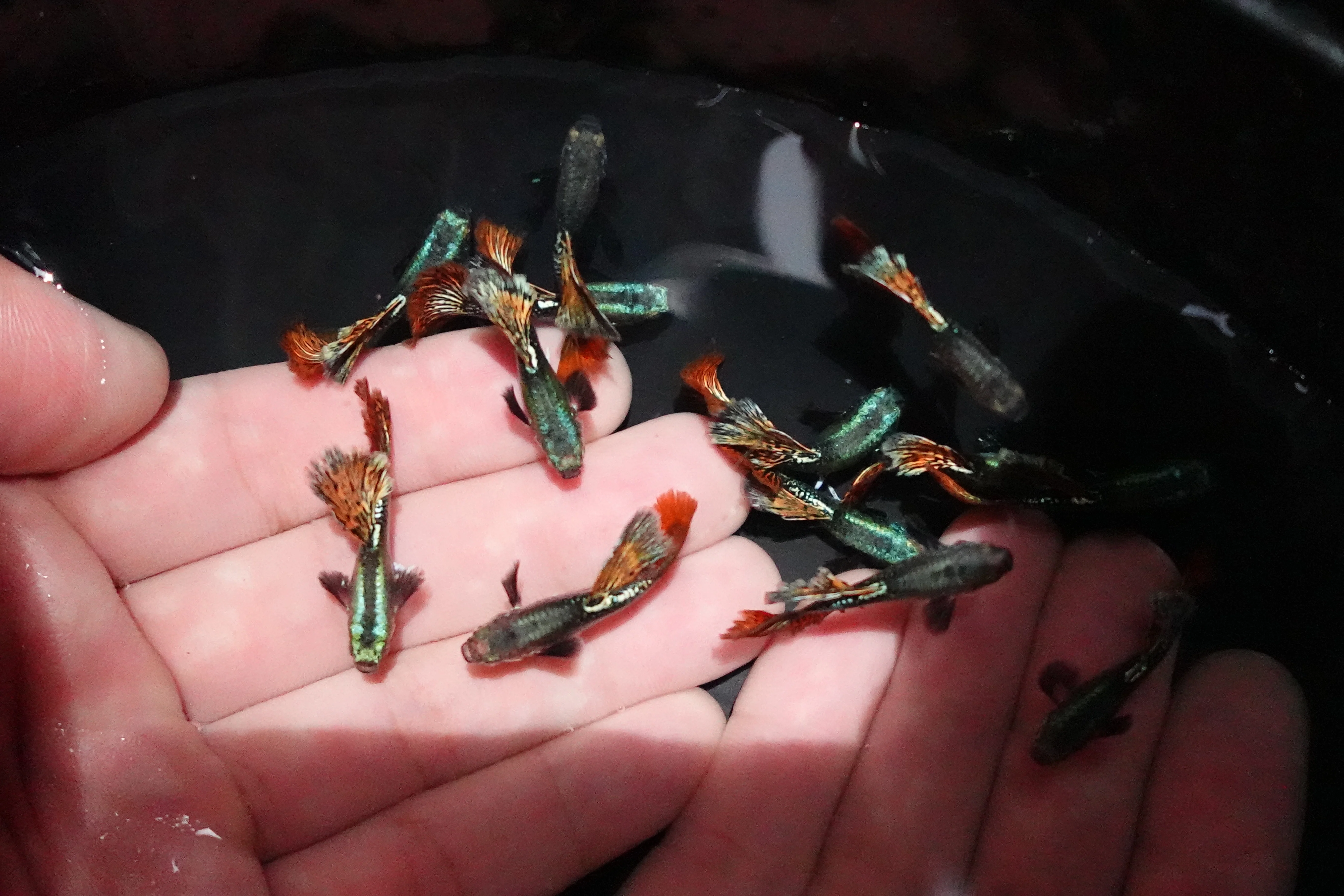 Red Dragon Halfmoon Big Dorsal Guppy Fish - Image 3