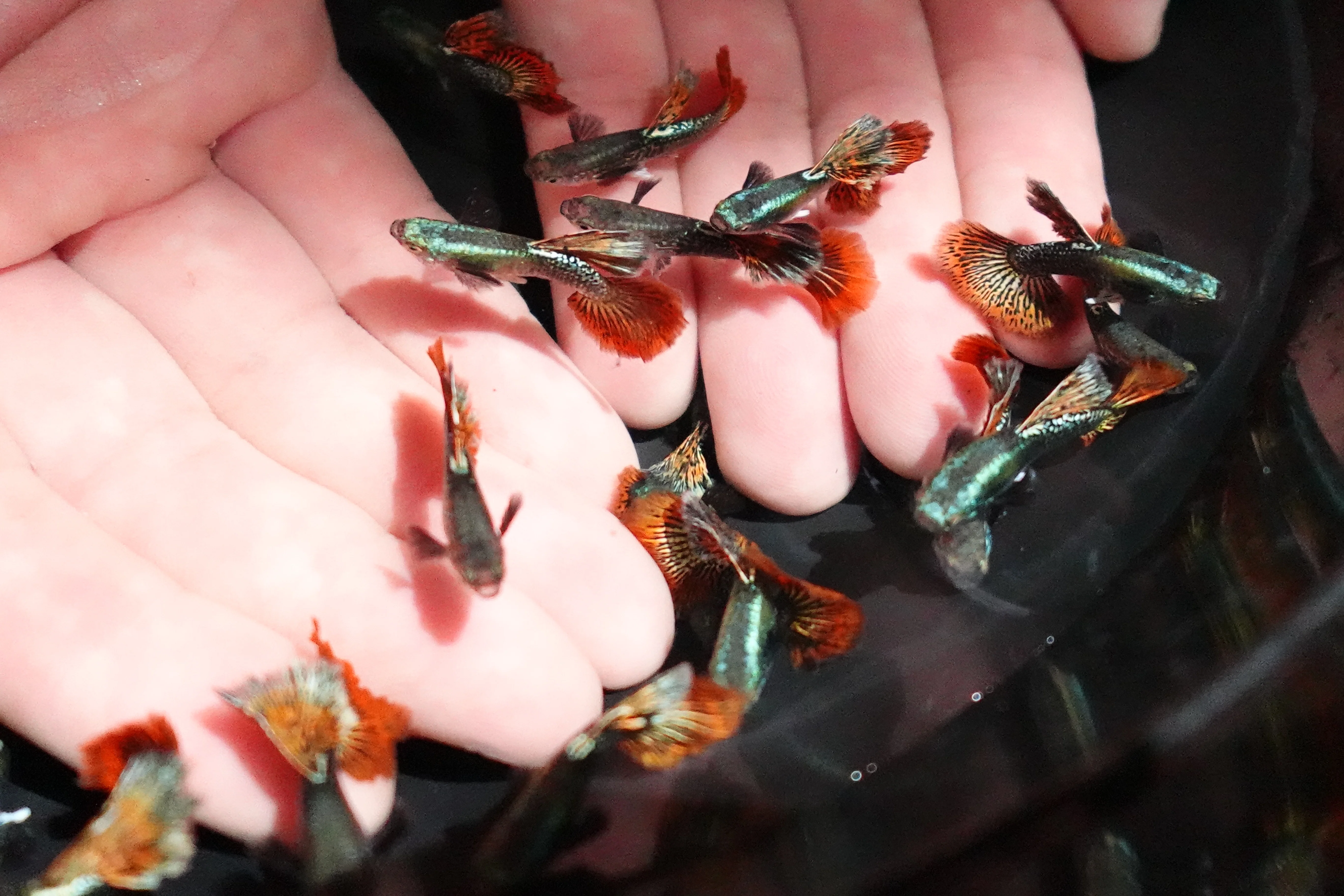 Red Dragon Halfmoon Big Dorsal Guppy Fish - Image 4