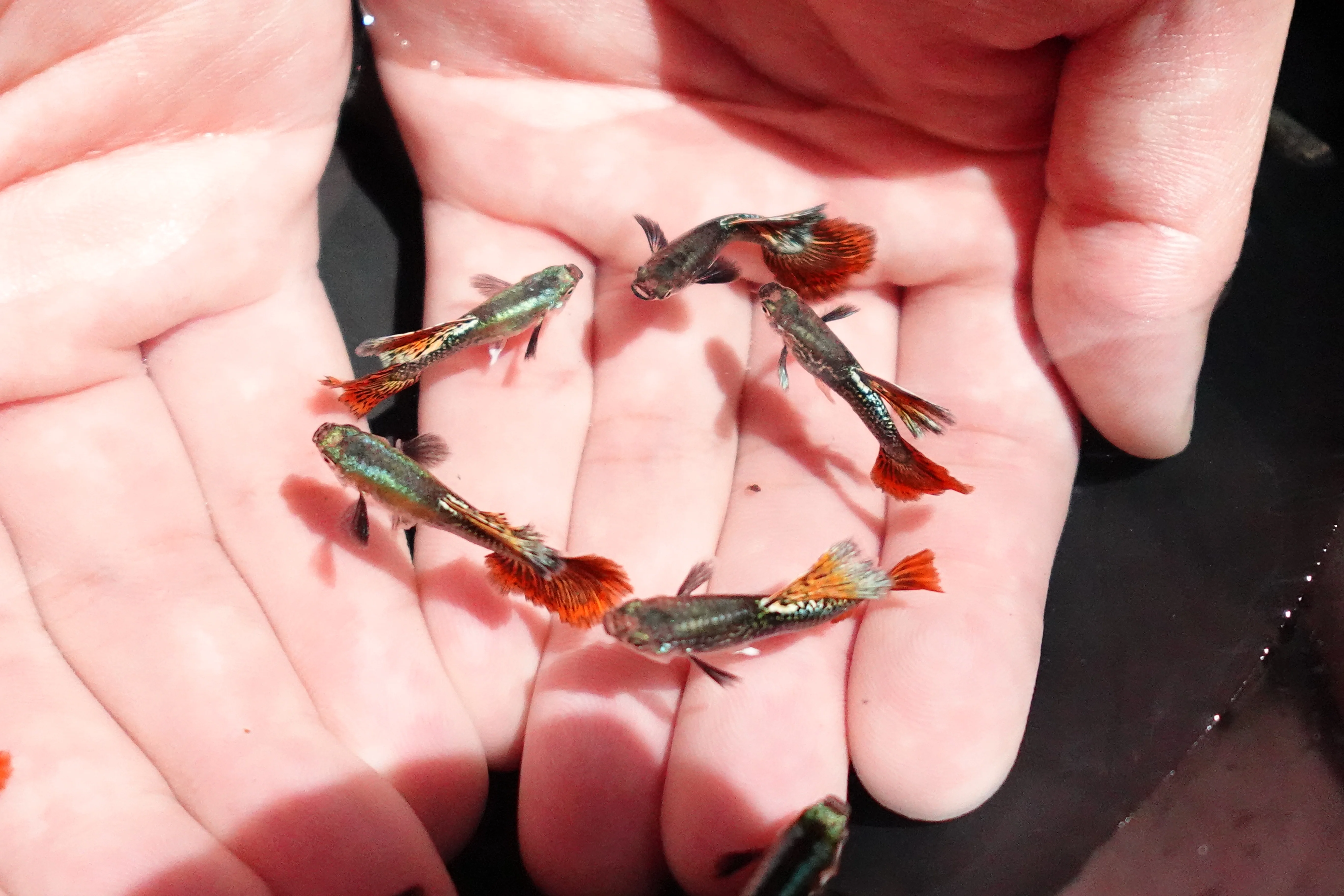 Red Dragon Halfmoon Big Dorsal Guppy Fish - Image 5