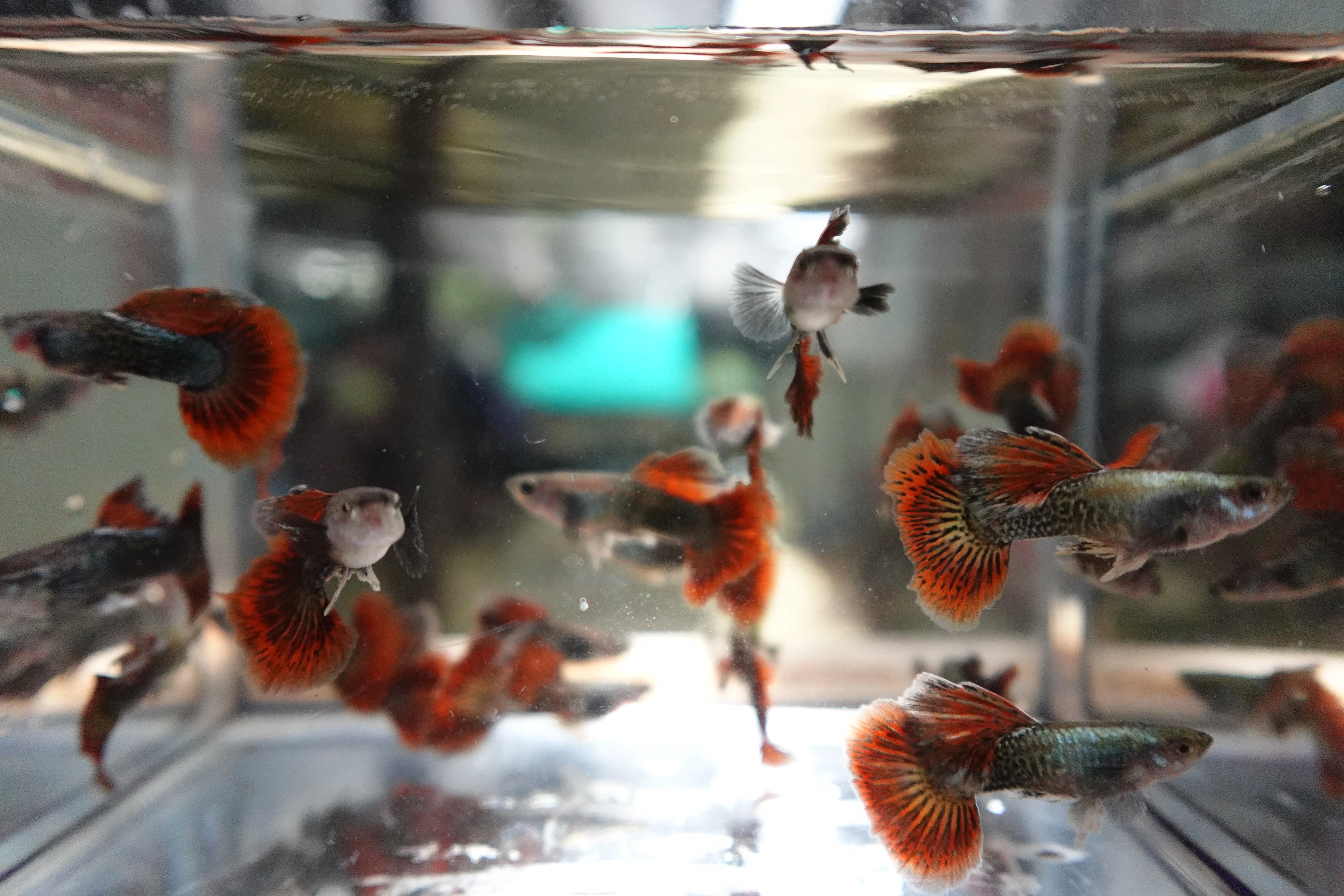 Red Dragon Halfmoon Big Dorsal Guppy Fish - Image 7