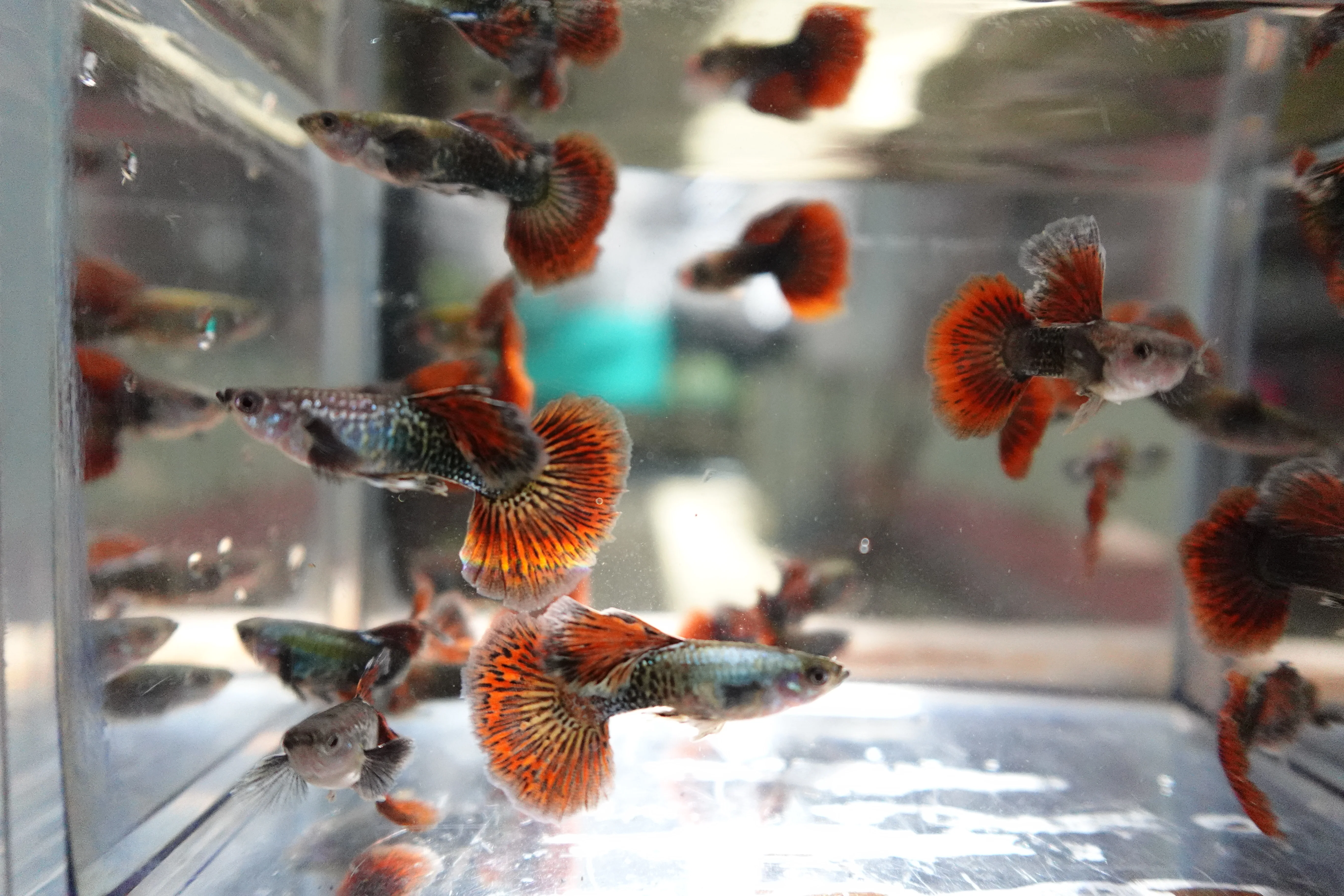 Red Dragon Halfmoon Big Dorsal Guppy Fish - Image 8