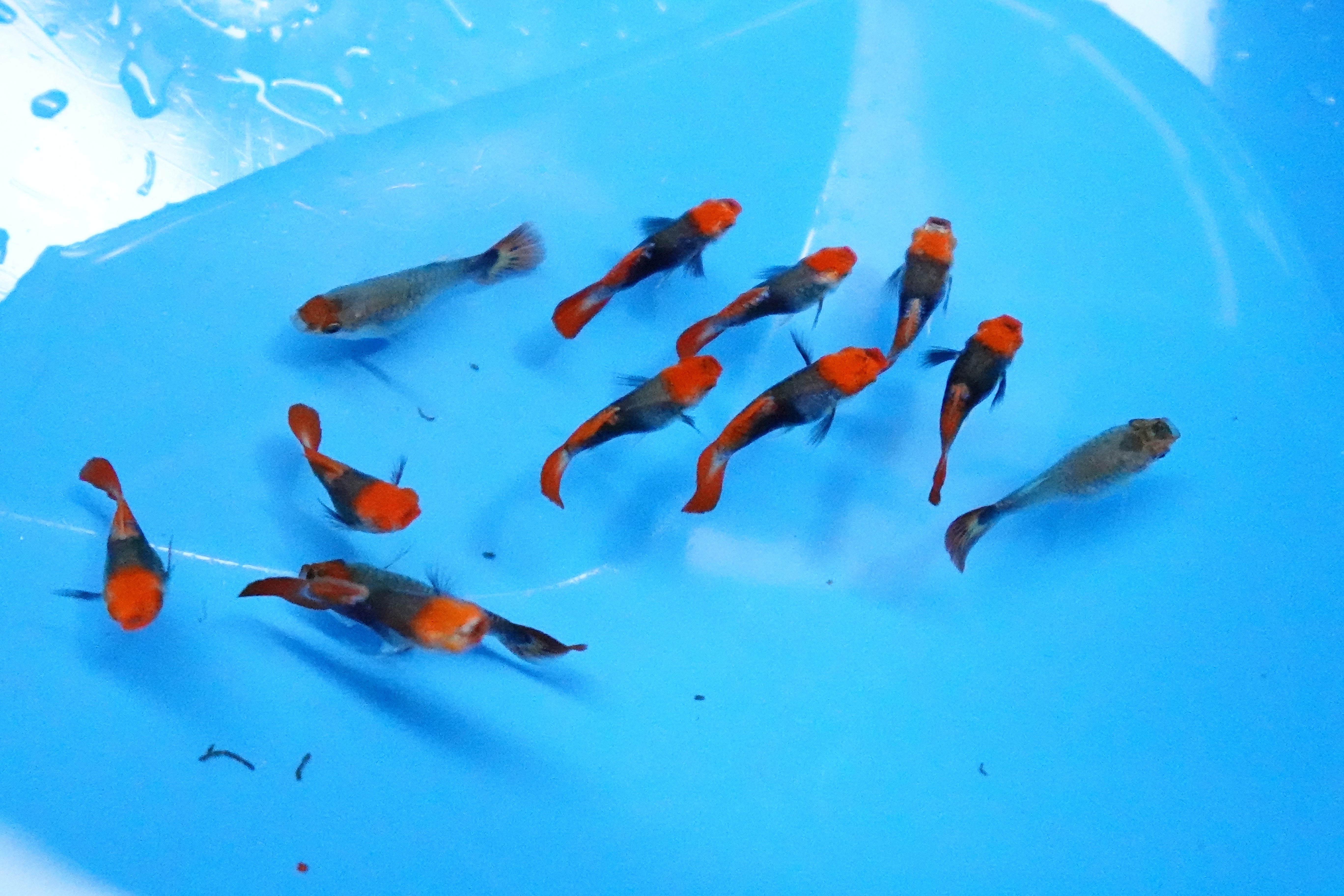 Red Koi Tuxedo Short Body Guppy Fish - Image 2