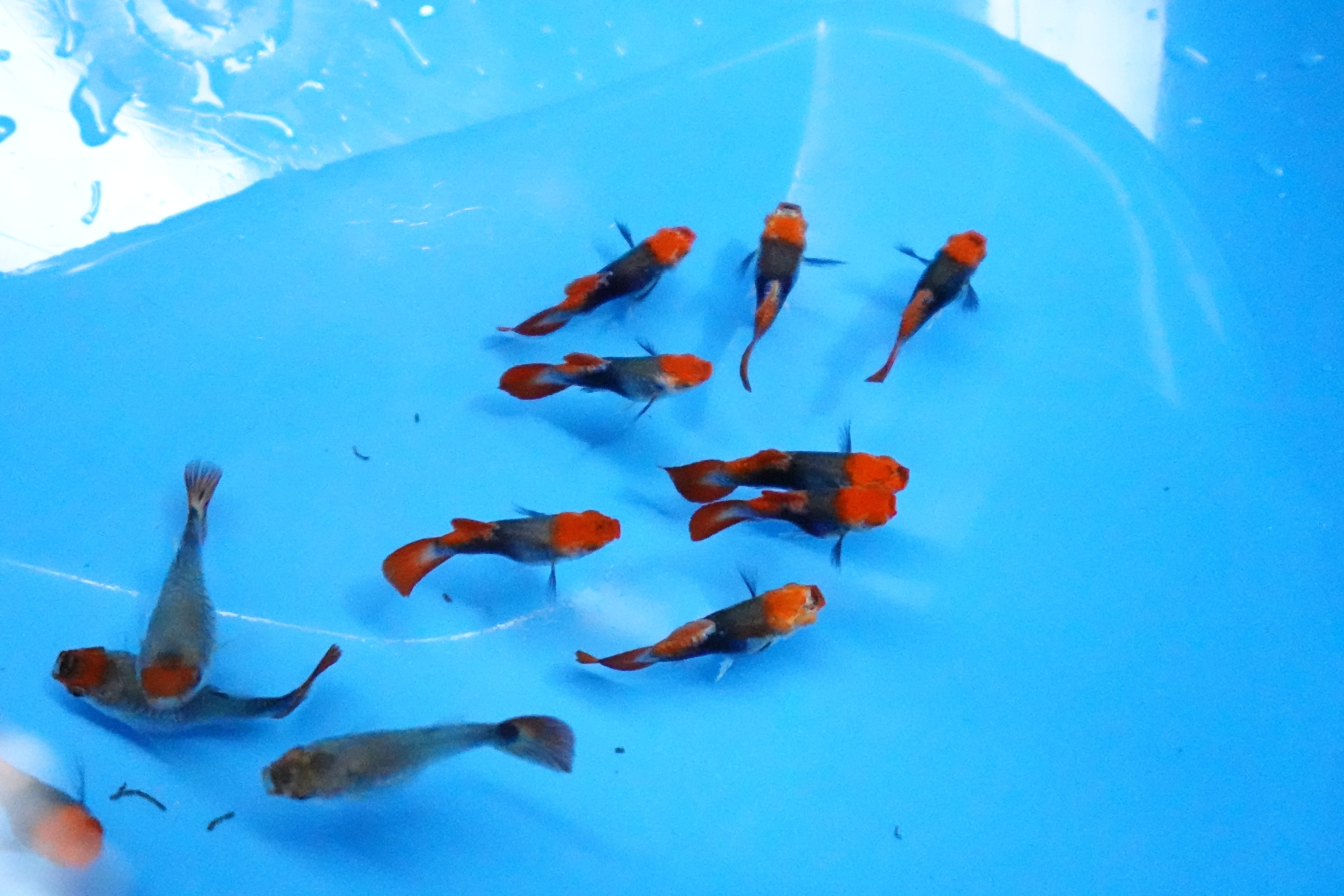 Red Koi Tuxedo Short Body Guppy Fish - Image 3