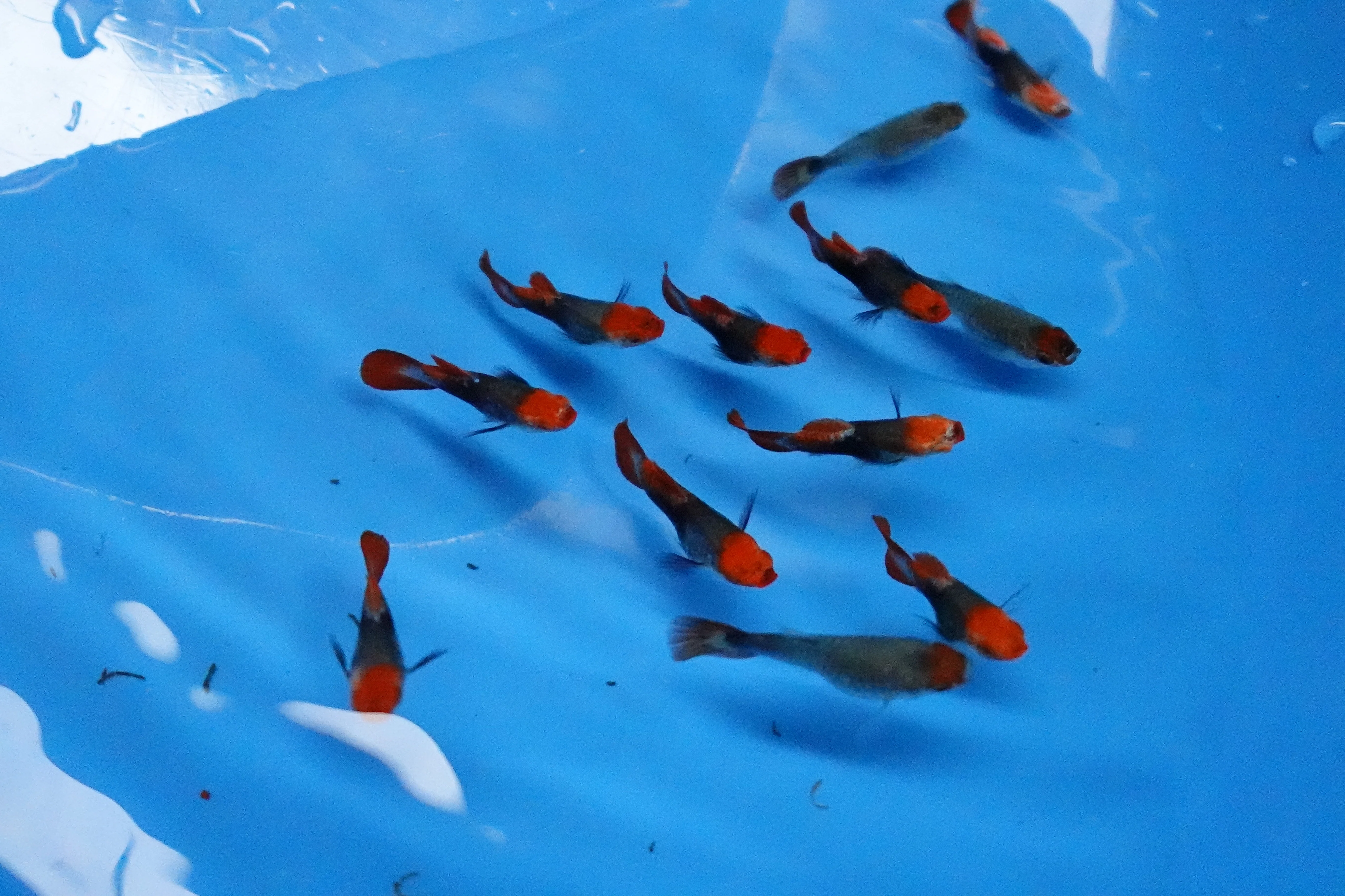 Red Koi Tuxedo Short Body Guppy Fish - Image 4