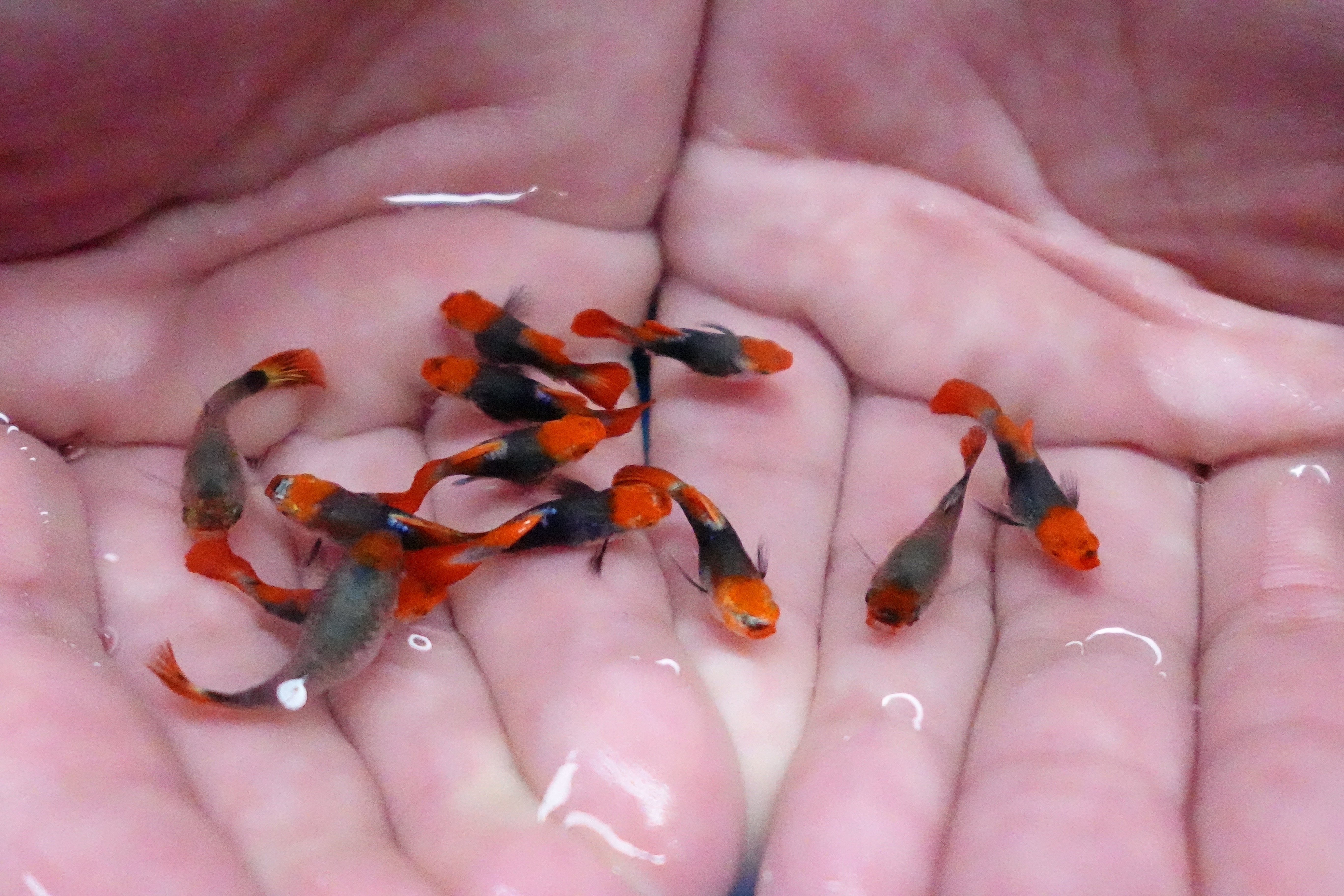 Red Koi Tuxedo Short Body Guppy Fish - Image 5