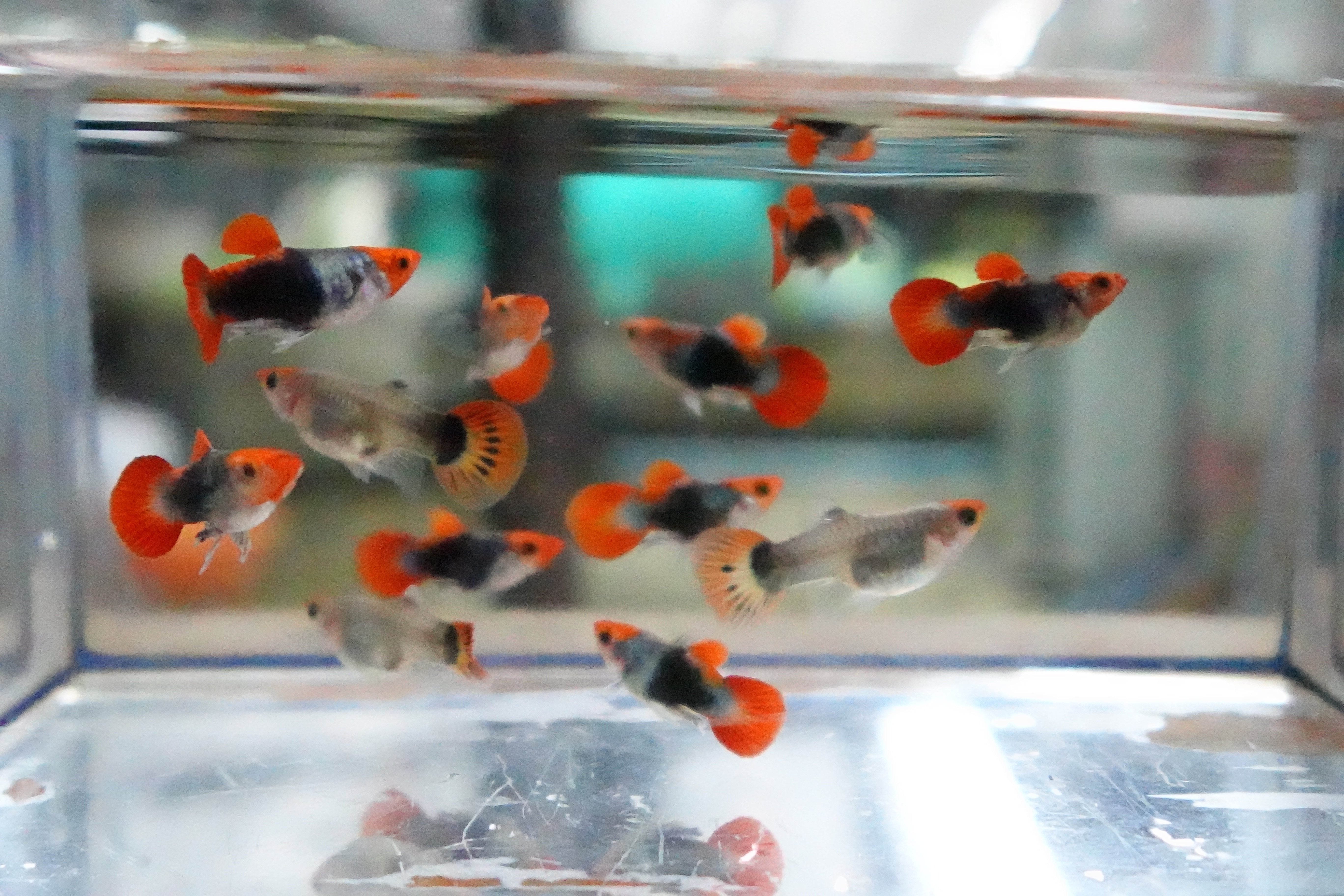 Red Koi Tuxedo Short Body Guppy Fish - Image 6