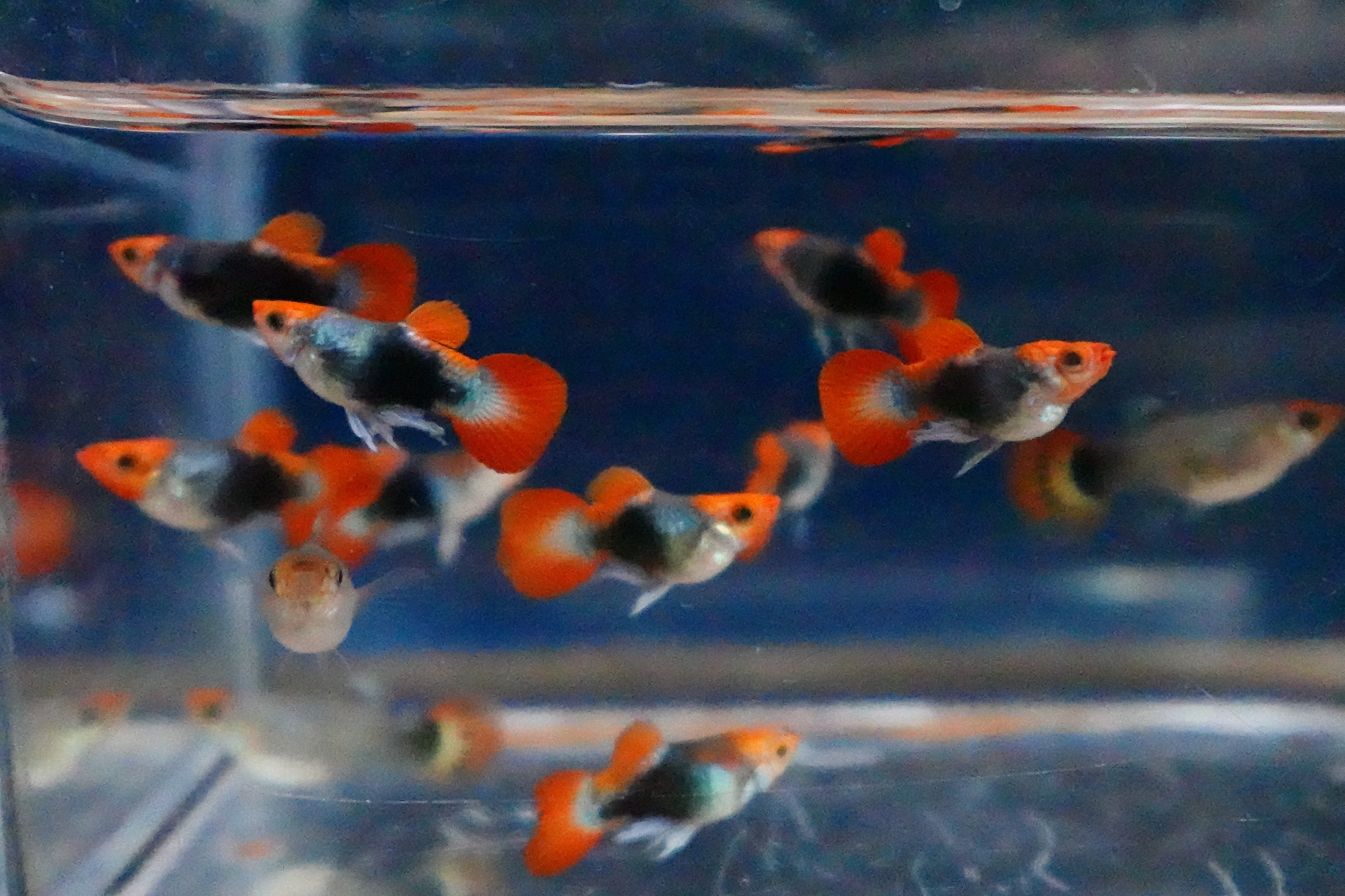 Red Koi Tuxedo Short Body Guppy Fish - Image 7
