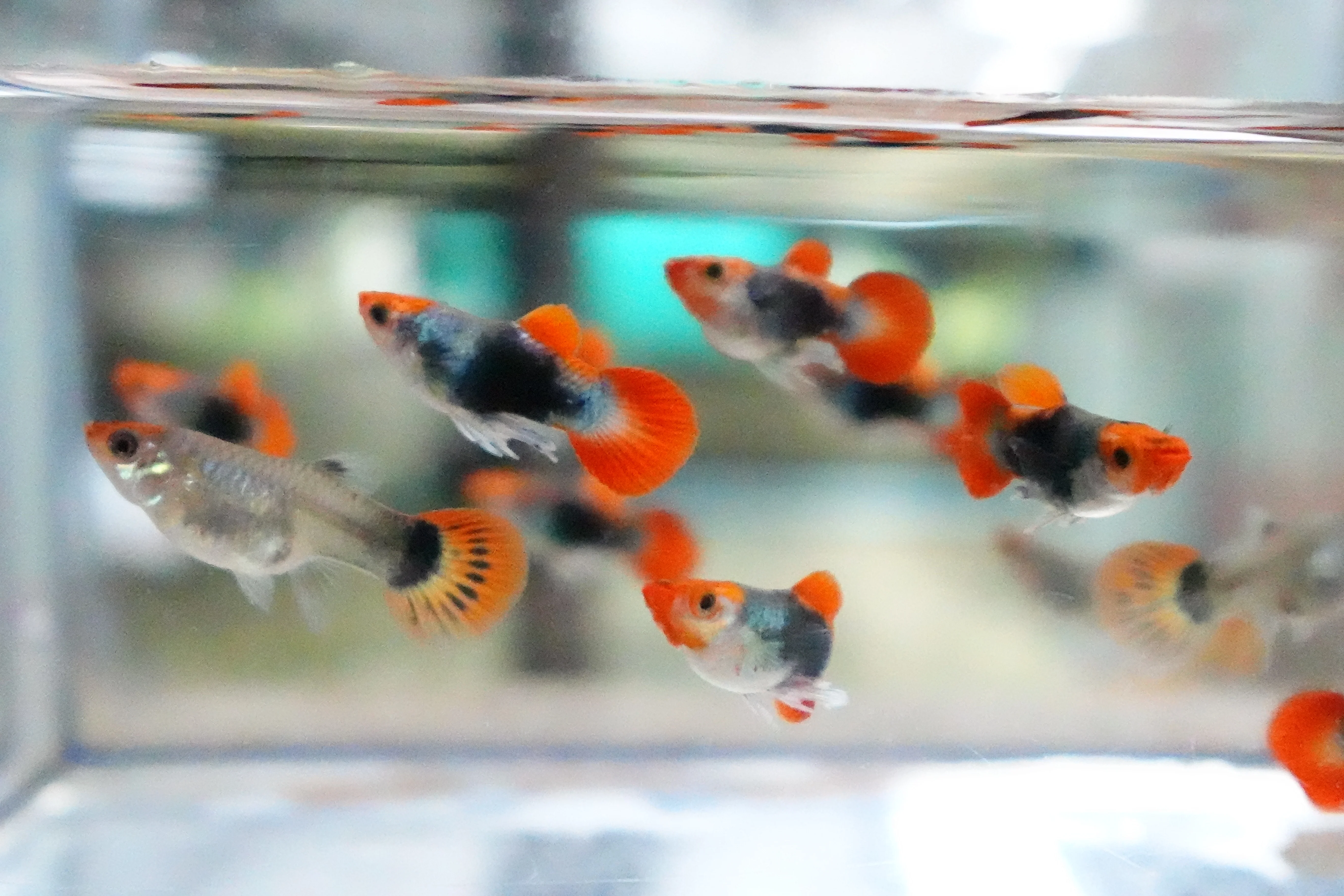 Red Koi Tuxedo Short Body Guppy Fish - Image 8